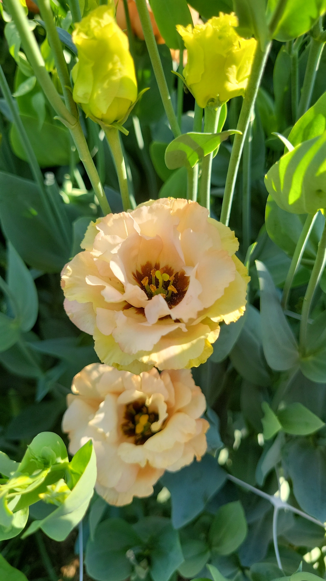 EUSTOMA grandiflorum Sabrina Mango
