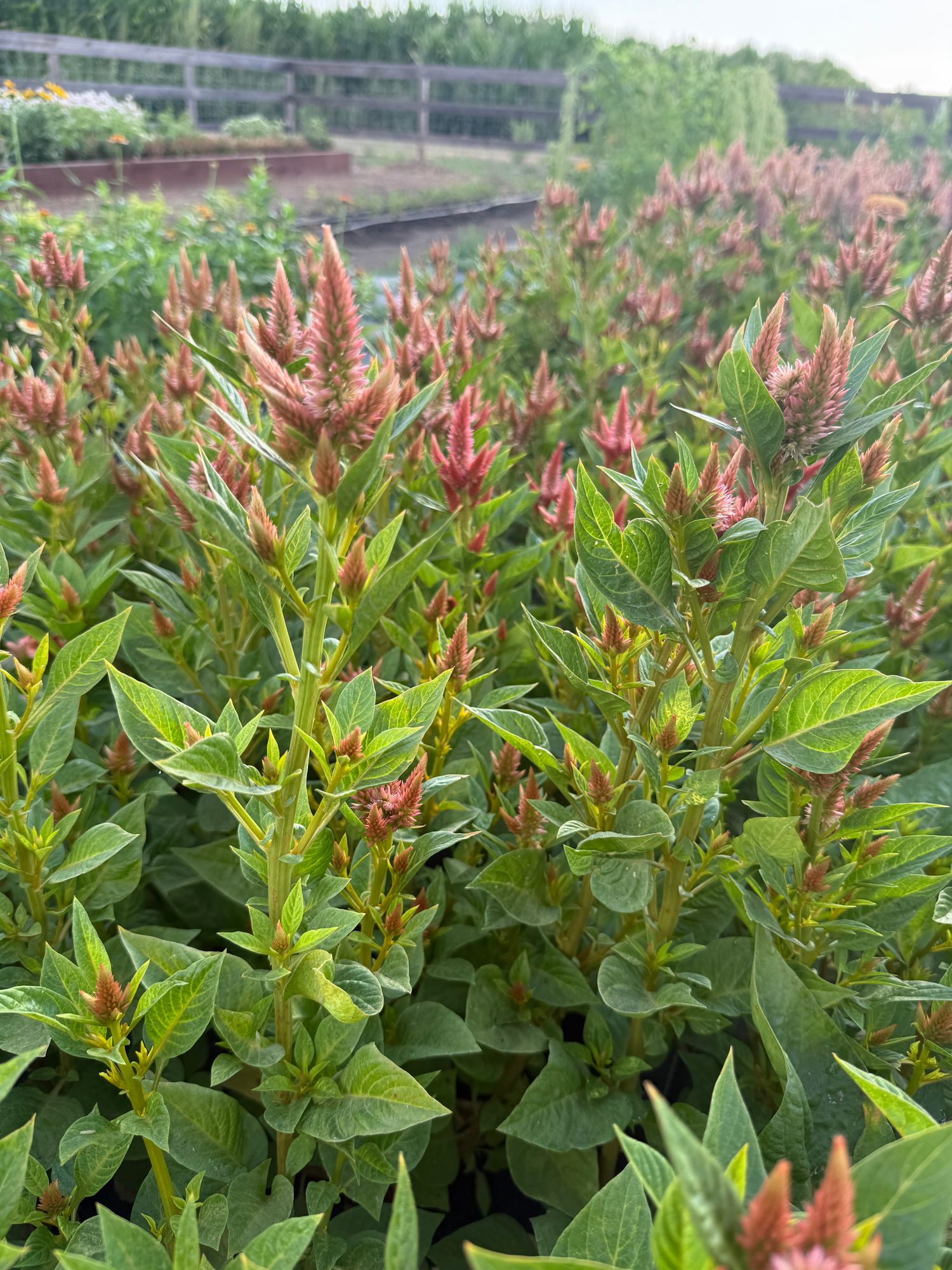 CELOSIA argentea spicata Celway Terracotta