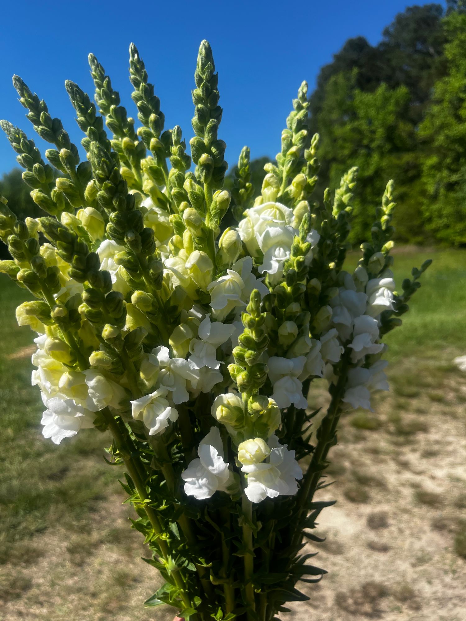 ANTIRRHINUM majus Rocket