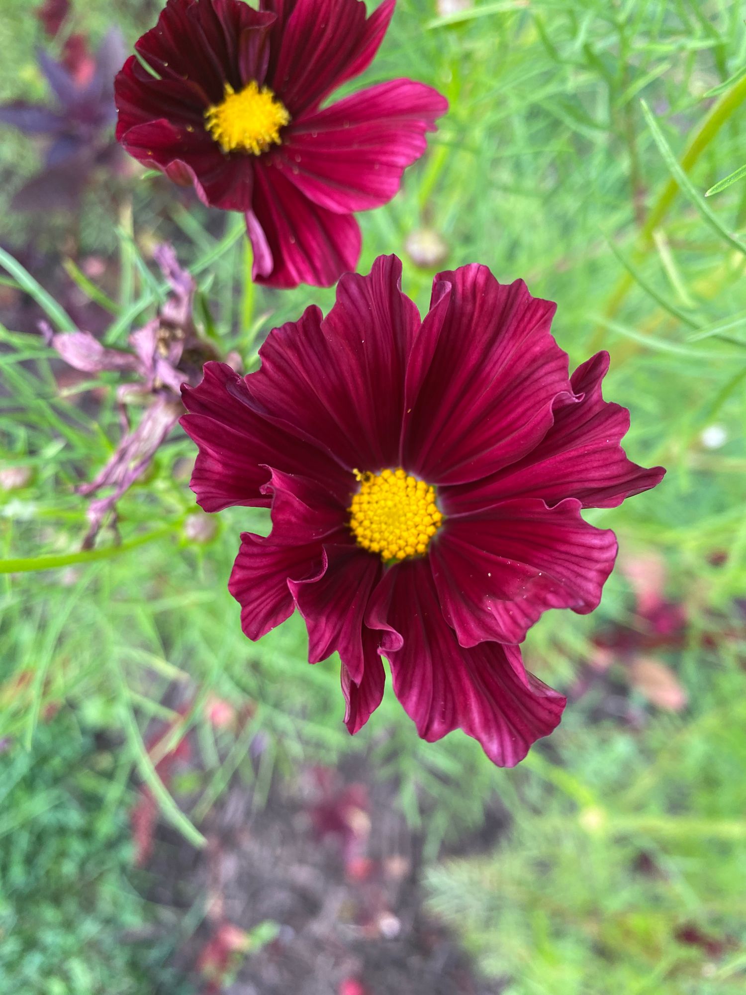 COSMOS bipinnatus Rubenza
