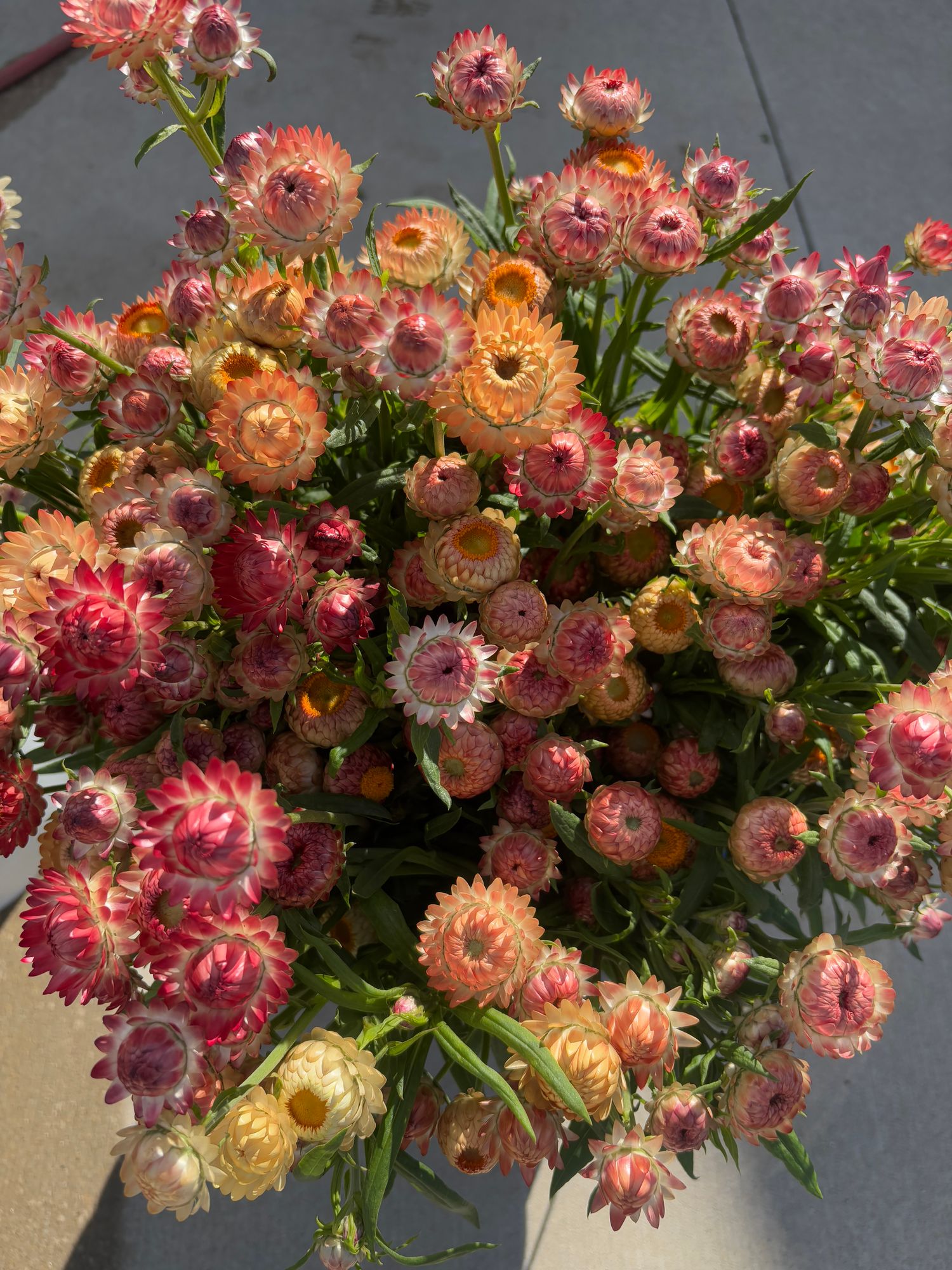 XEROCHRYSUM bracteatum King Size