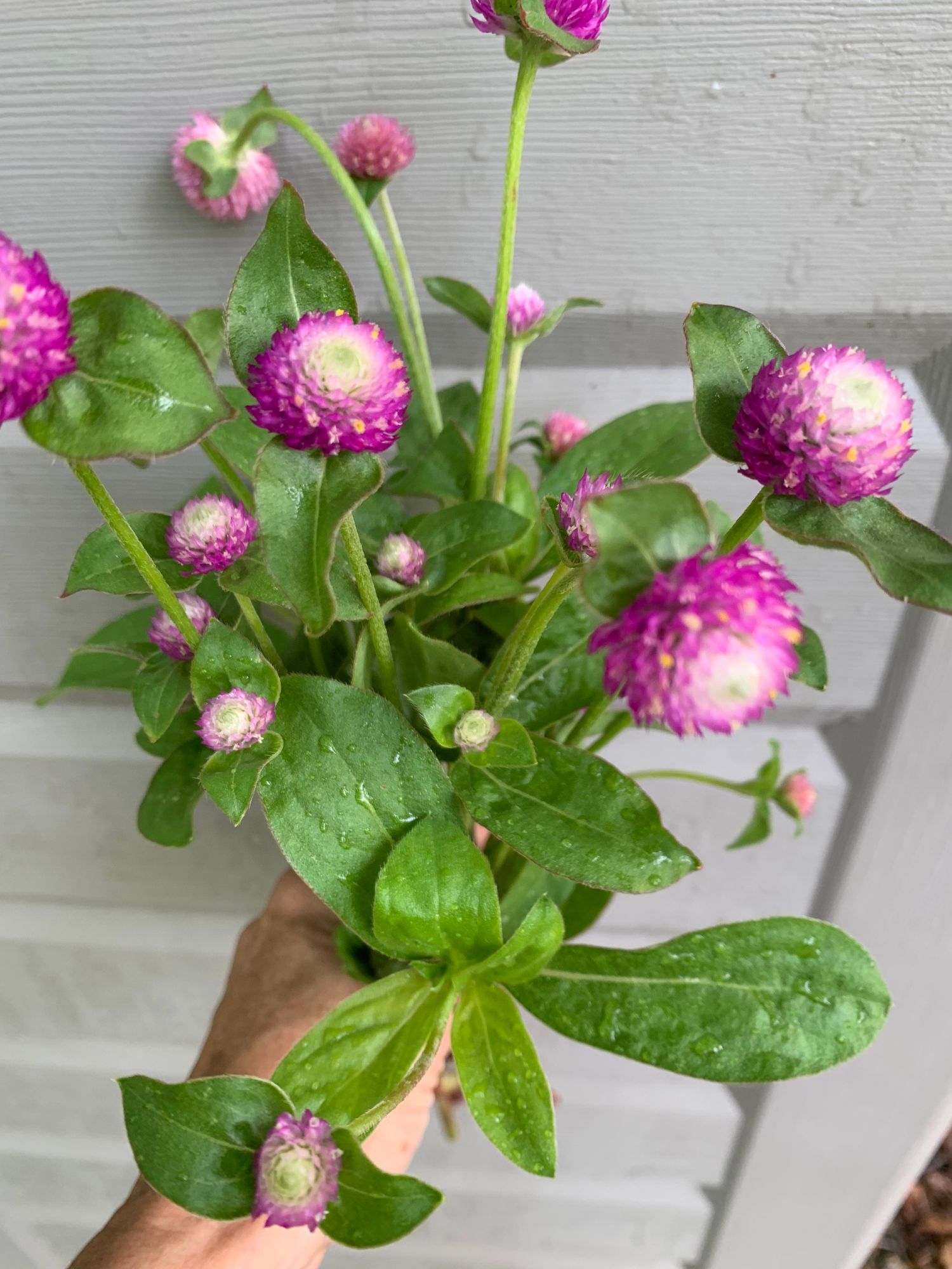 GOMPHRENA globosa Audray