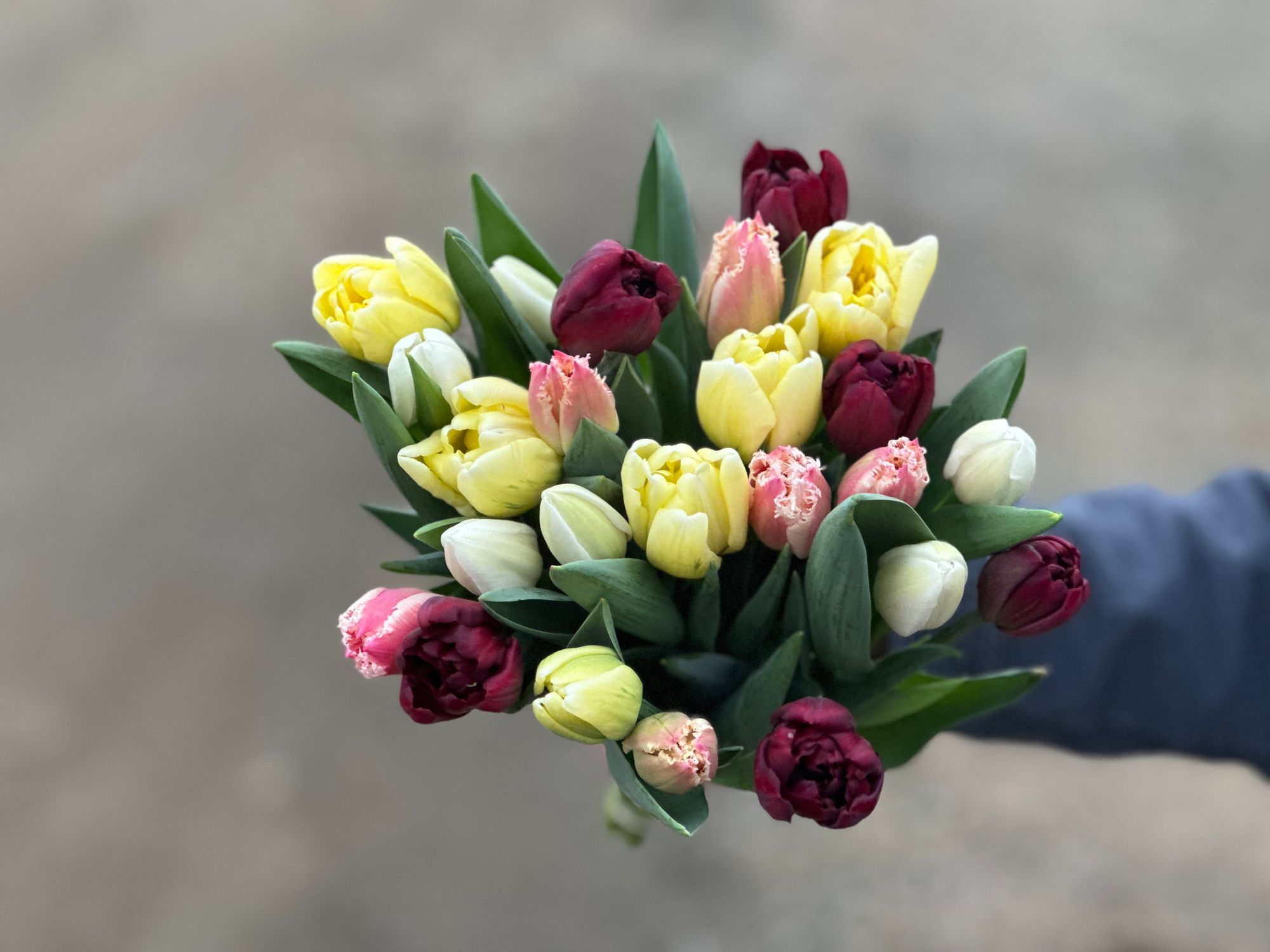 Tulip