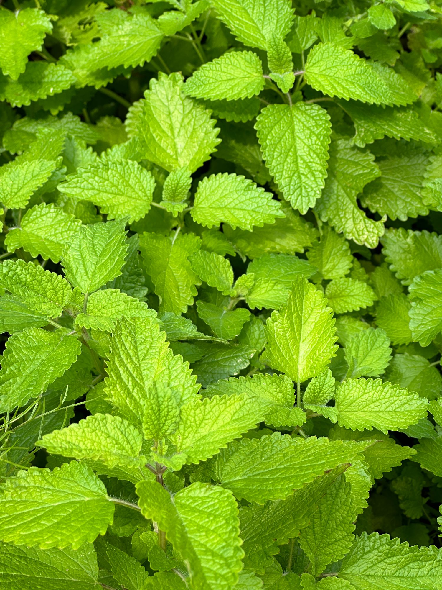 MELISSA officinalis