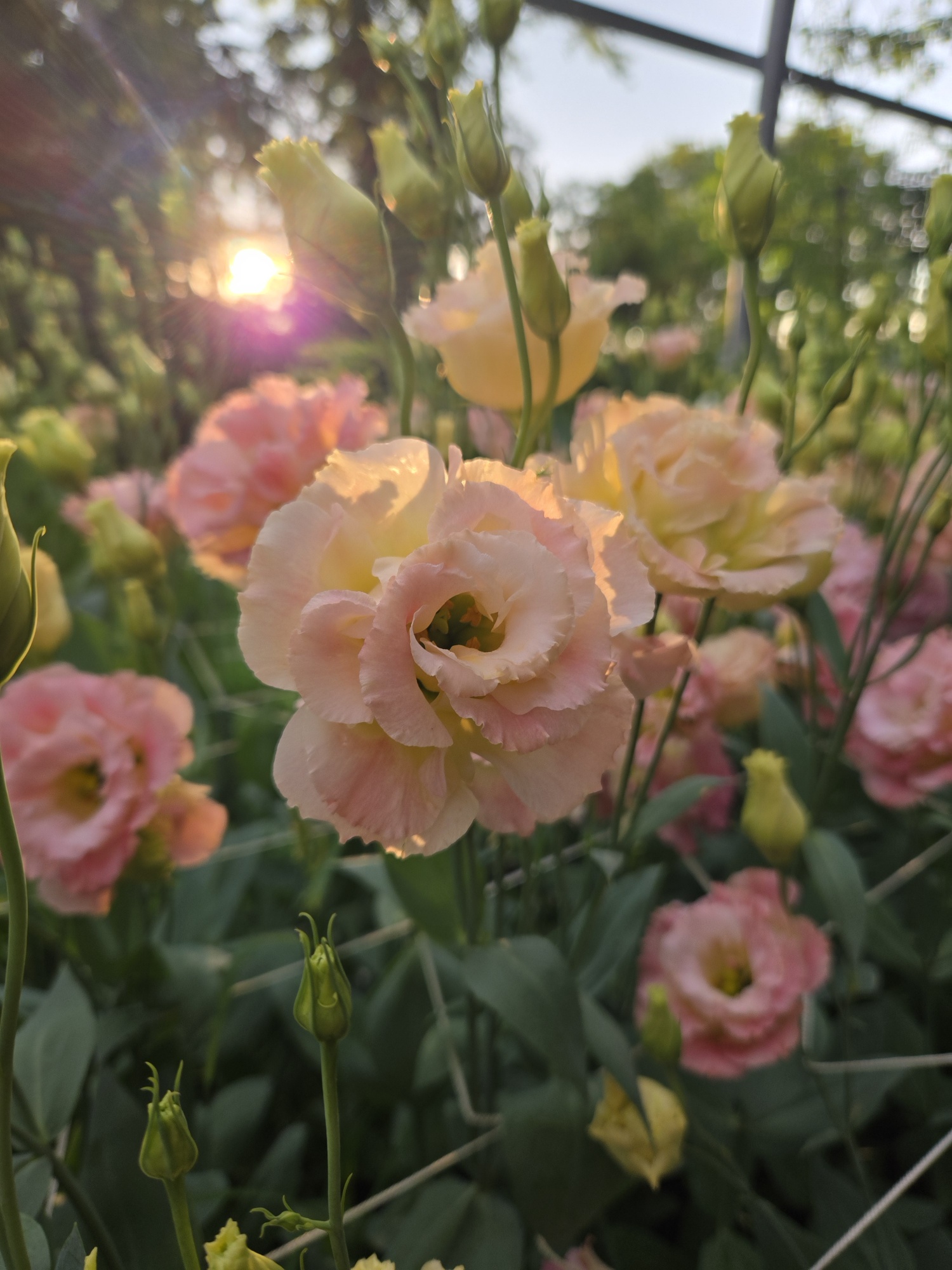 Fine Girl Flowers Banner