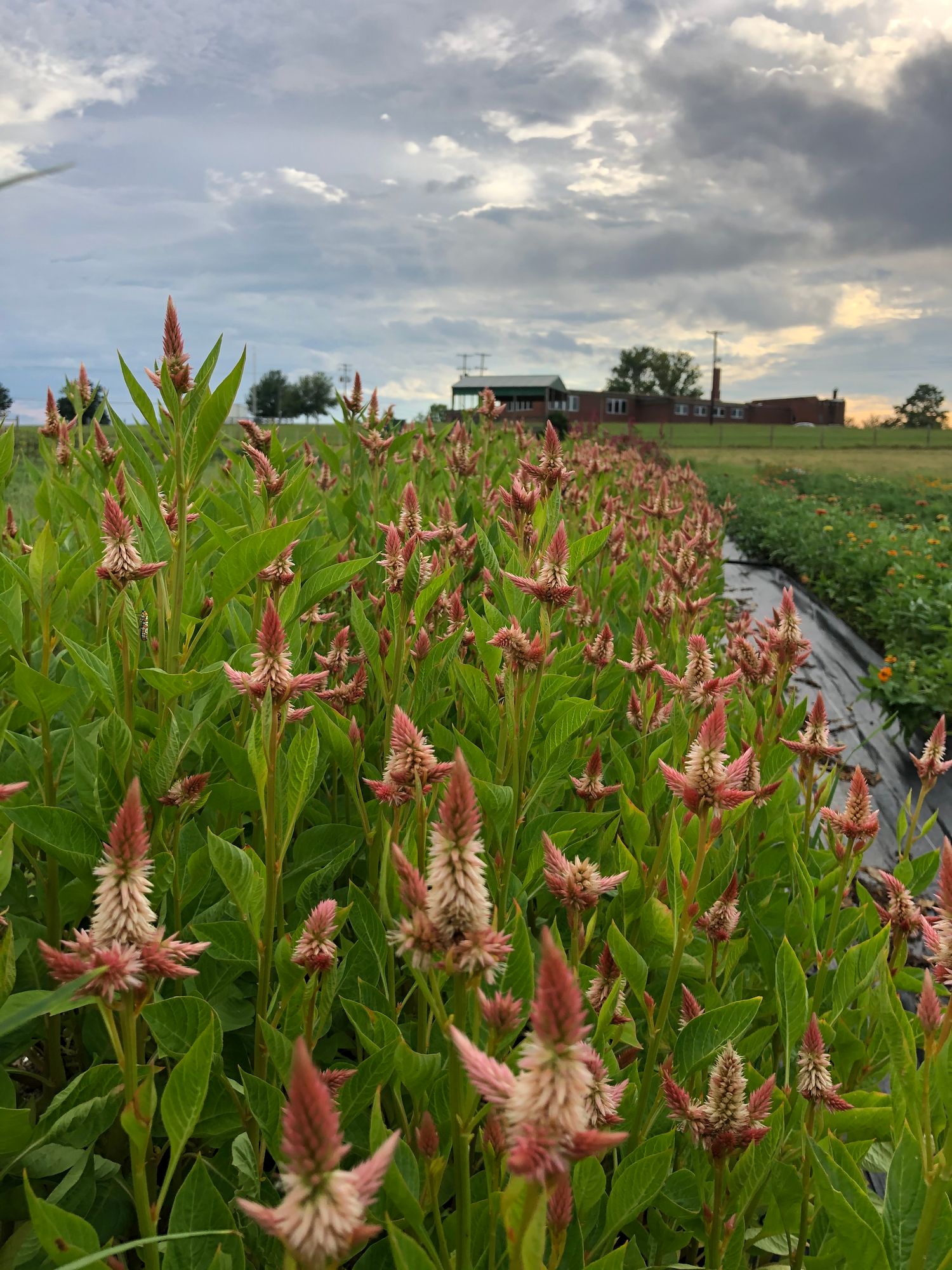 CELOSIA argentea spicata Celway Terracotta