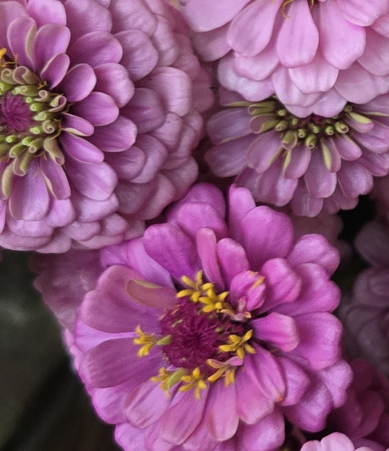 ZINNIA elegans Oklahoma Pink