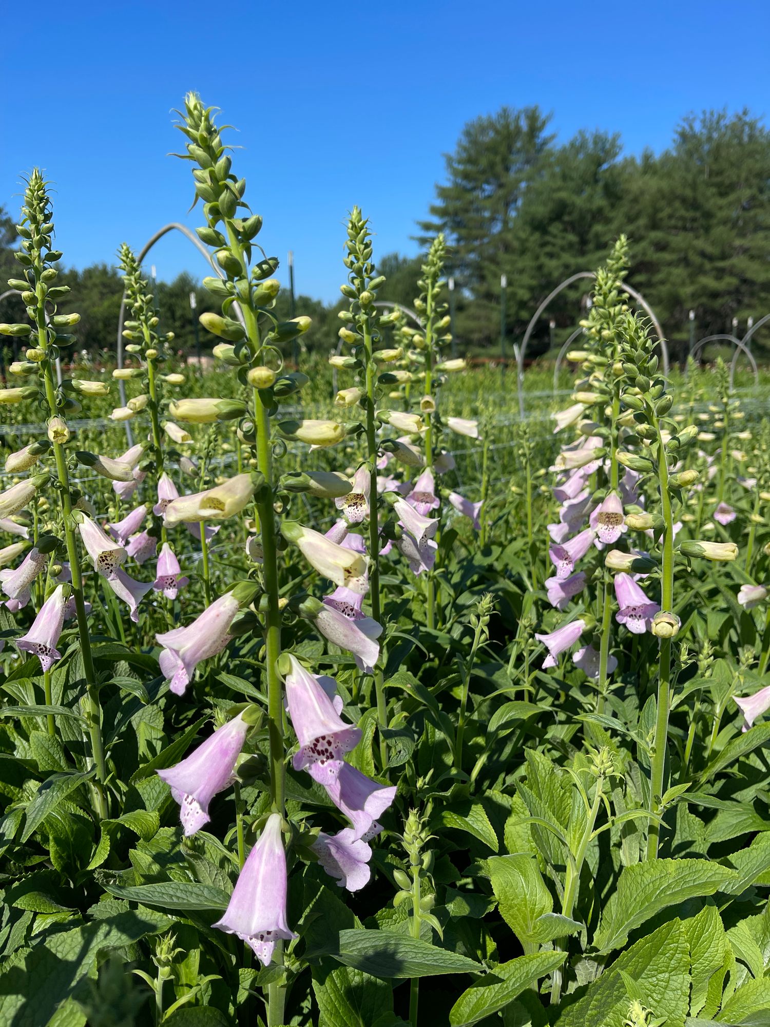 DIGITALIS purpurea Camelot Lavender