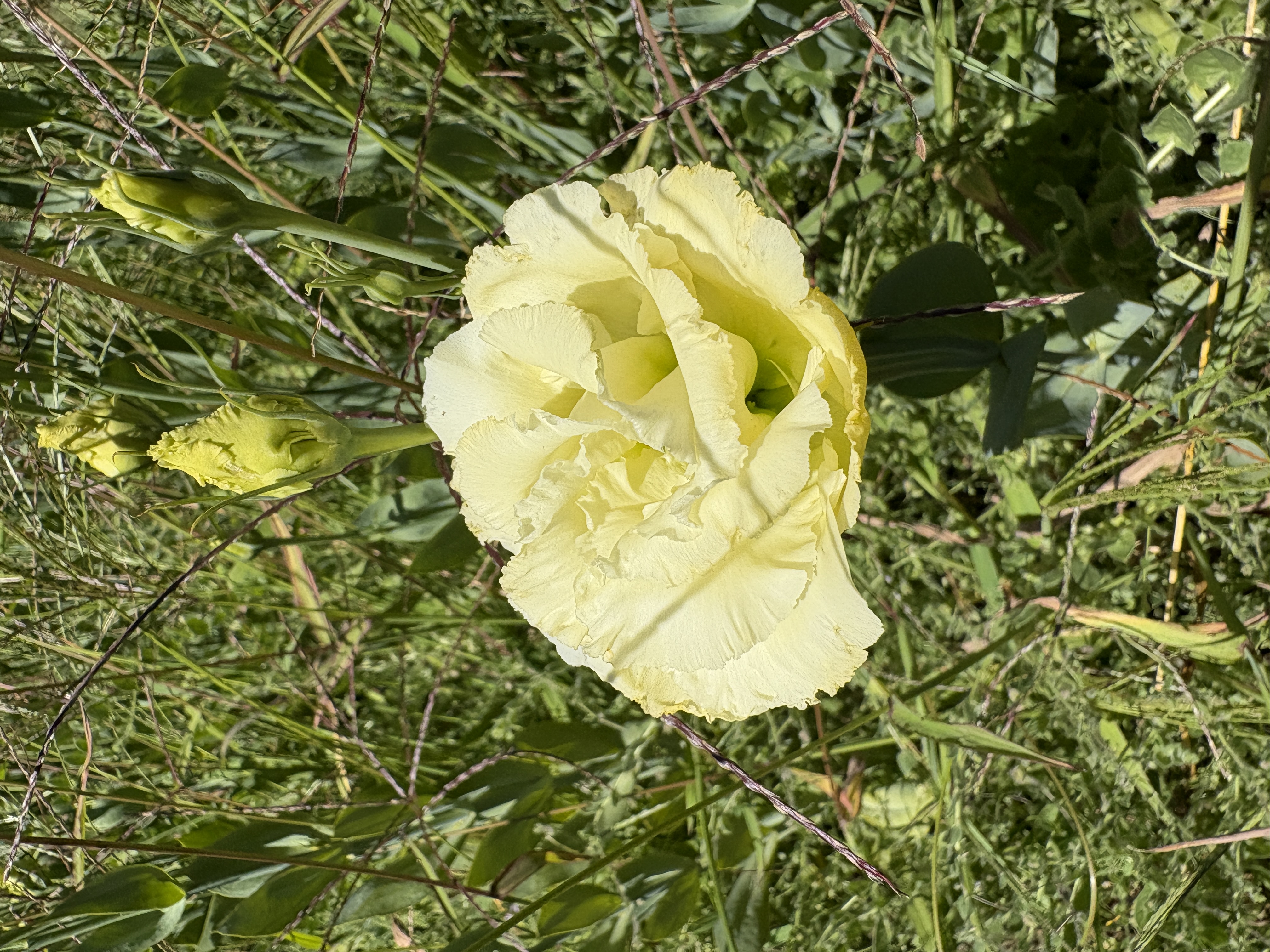 EUSTOMA grandiflorum Corelli