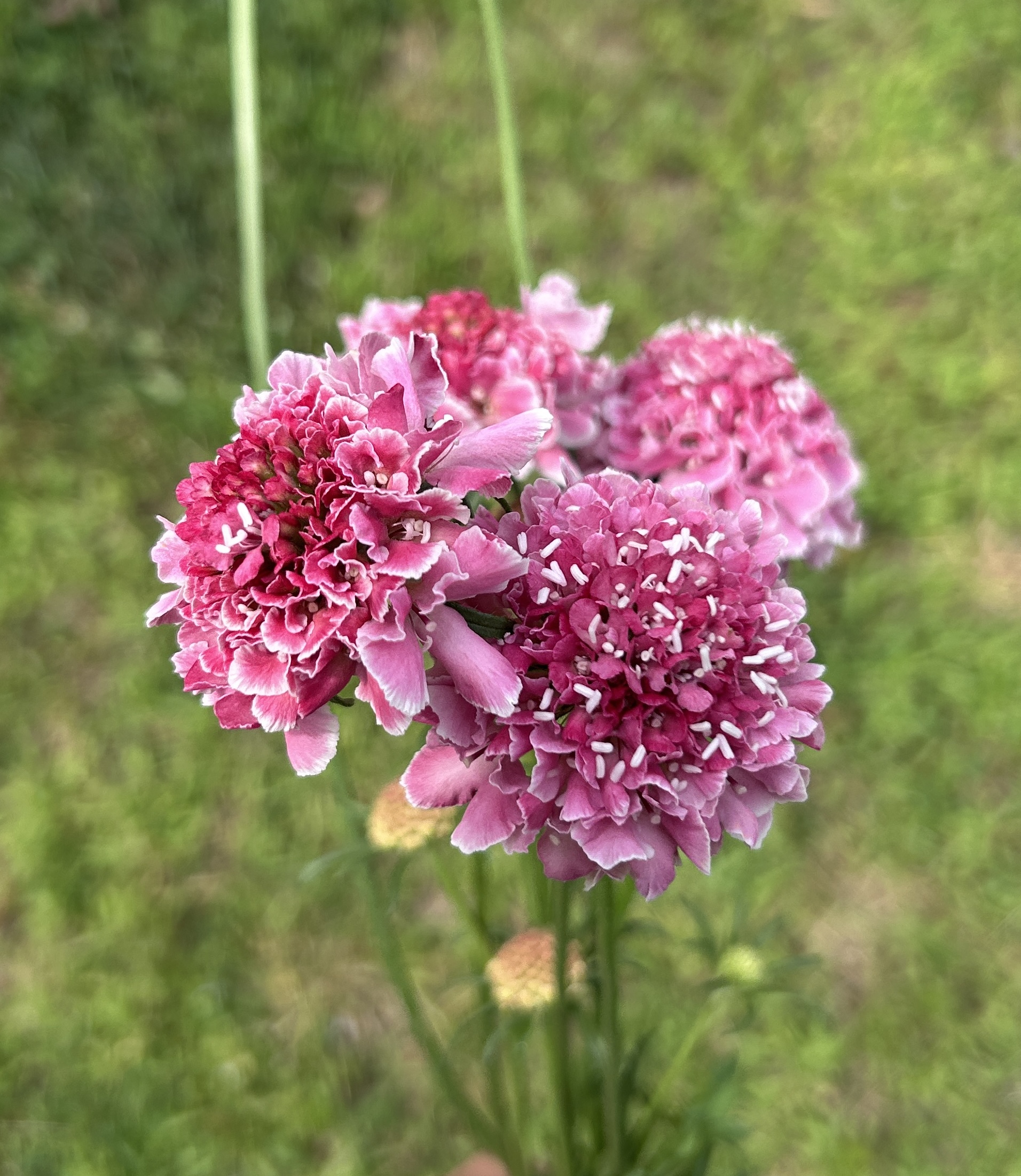 SCABIOSA atropurpurea x caucasica Scoop Candy