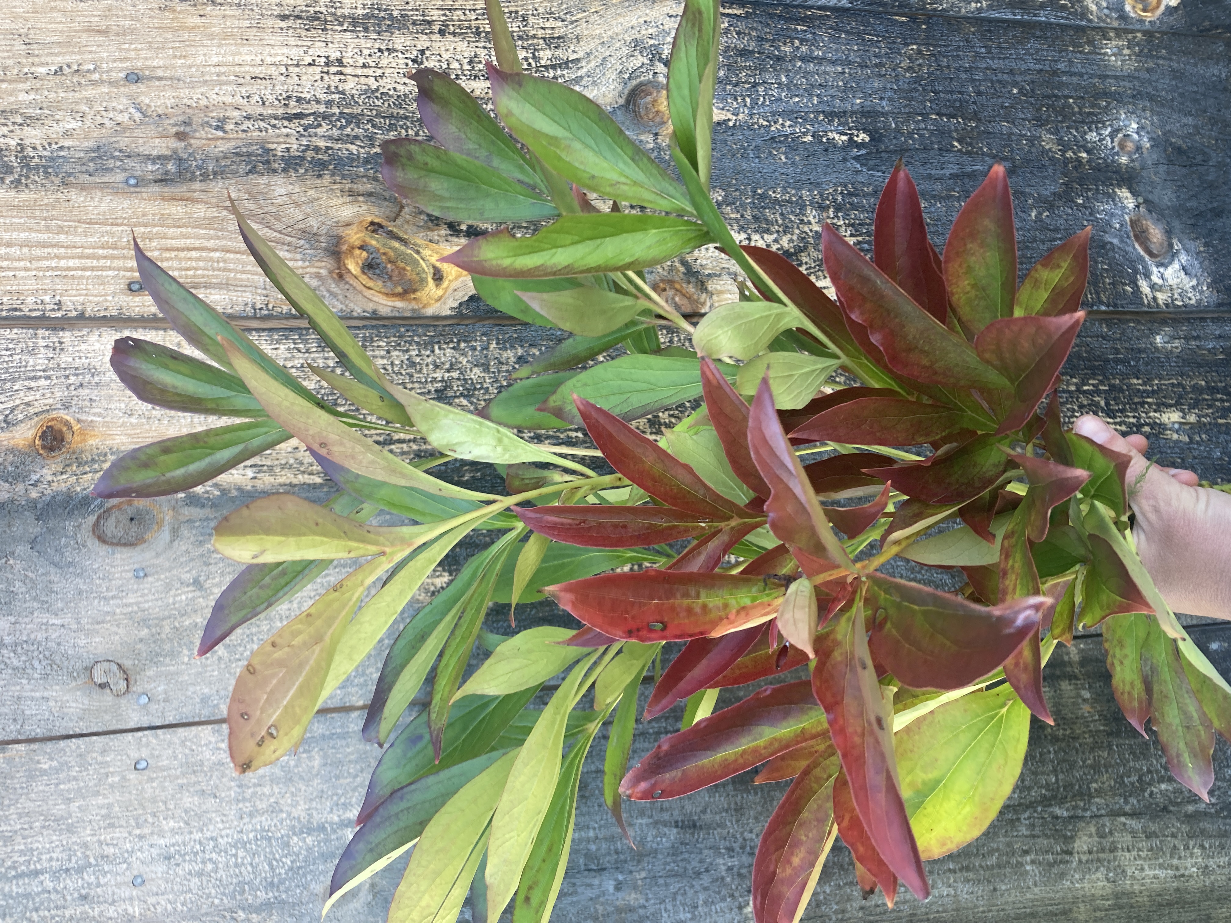 PAEONIA