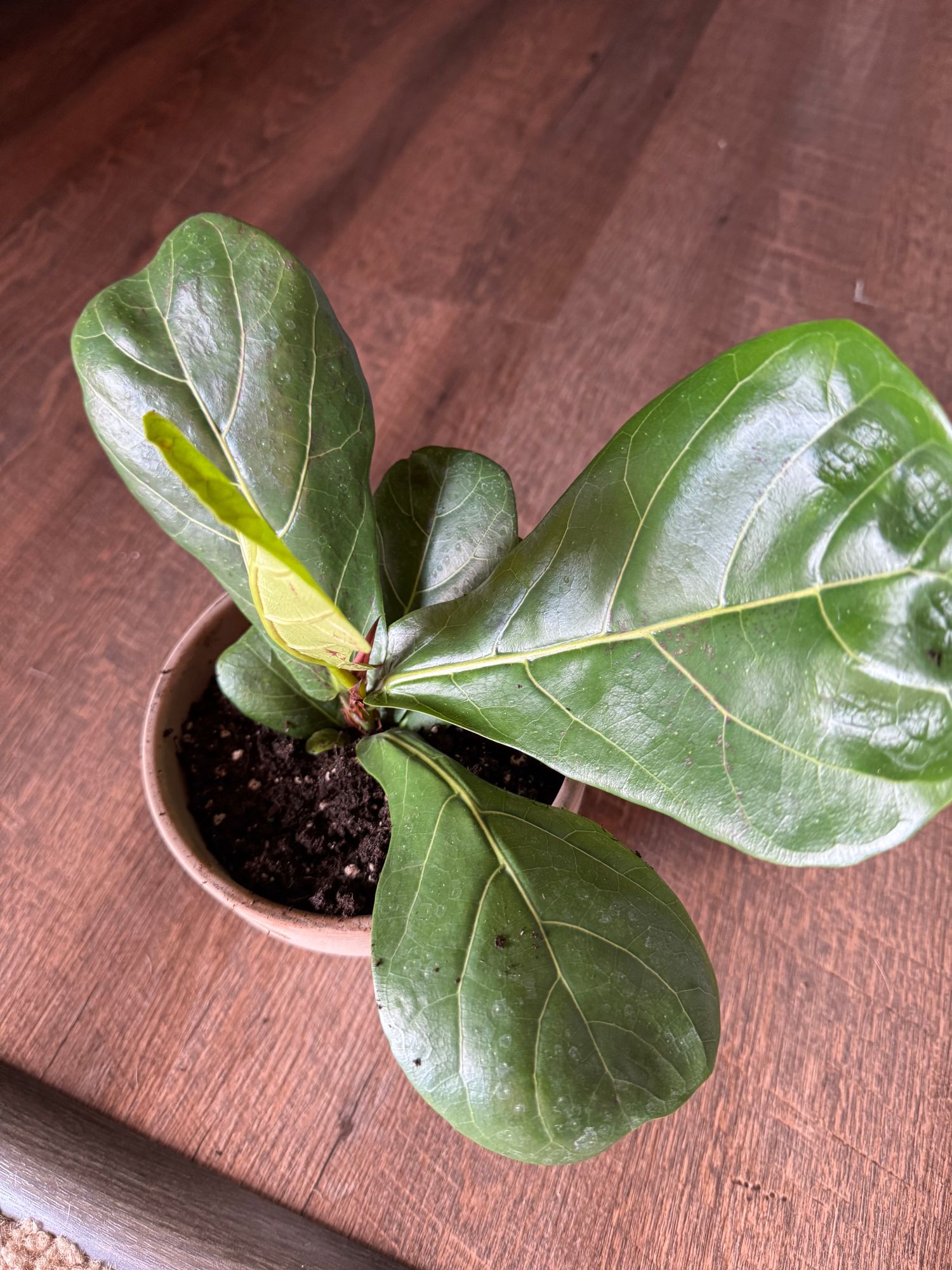 Fiddle Leaf Fig