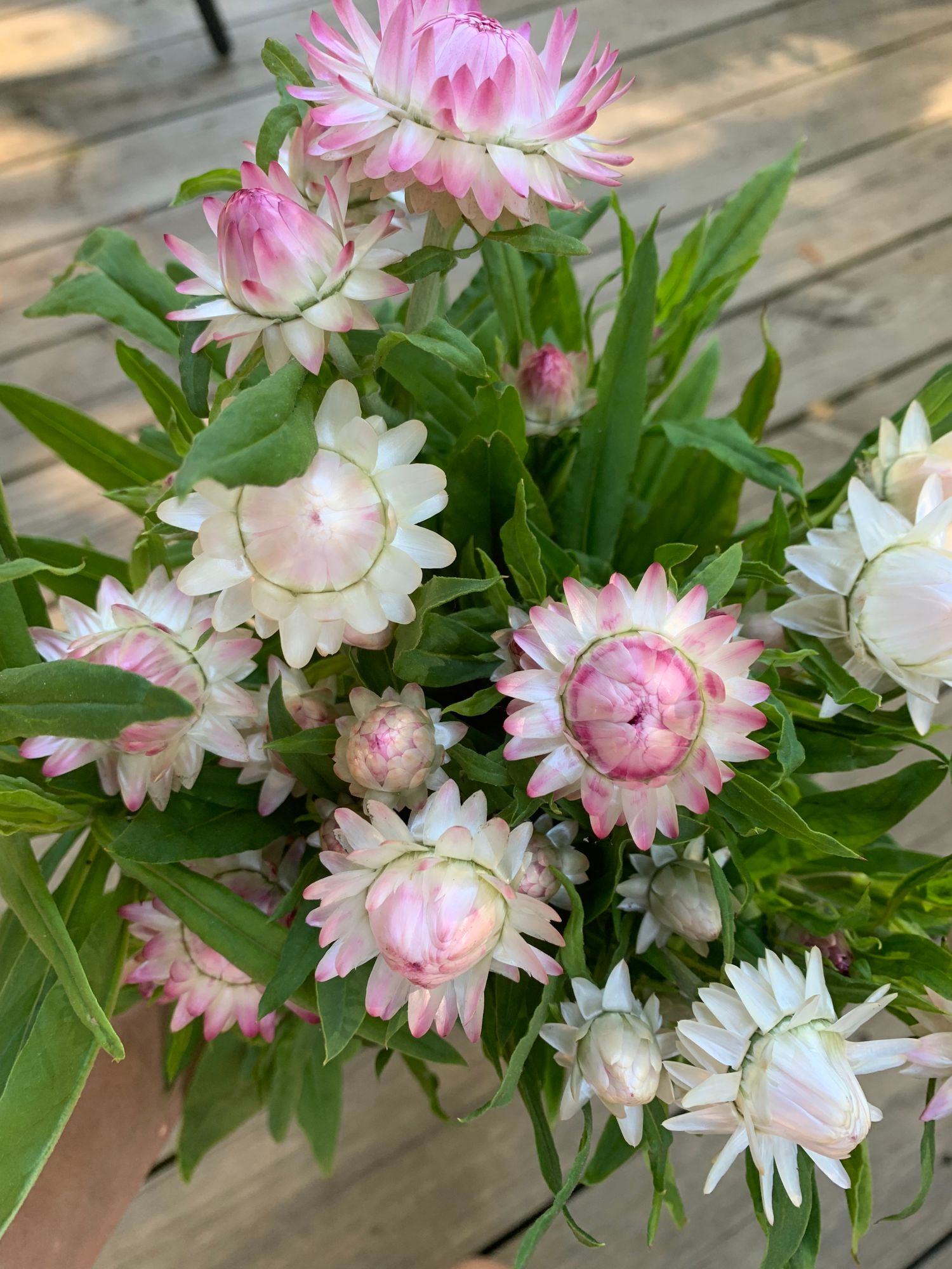 XEROCHRYSUM bracteatum Silvery Rose