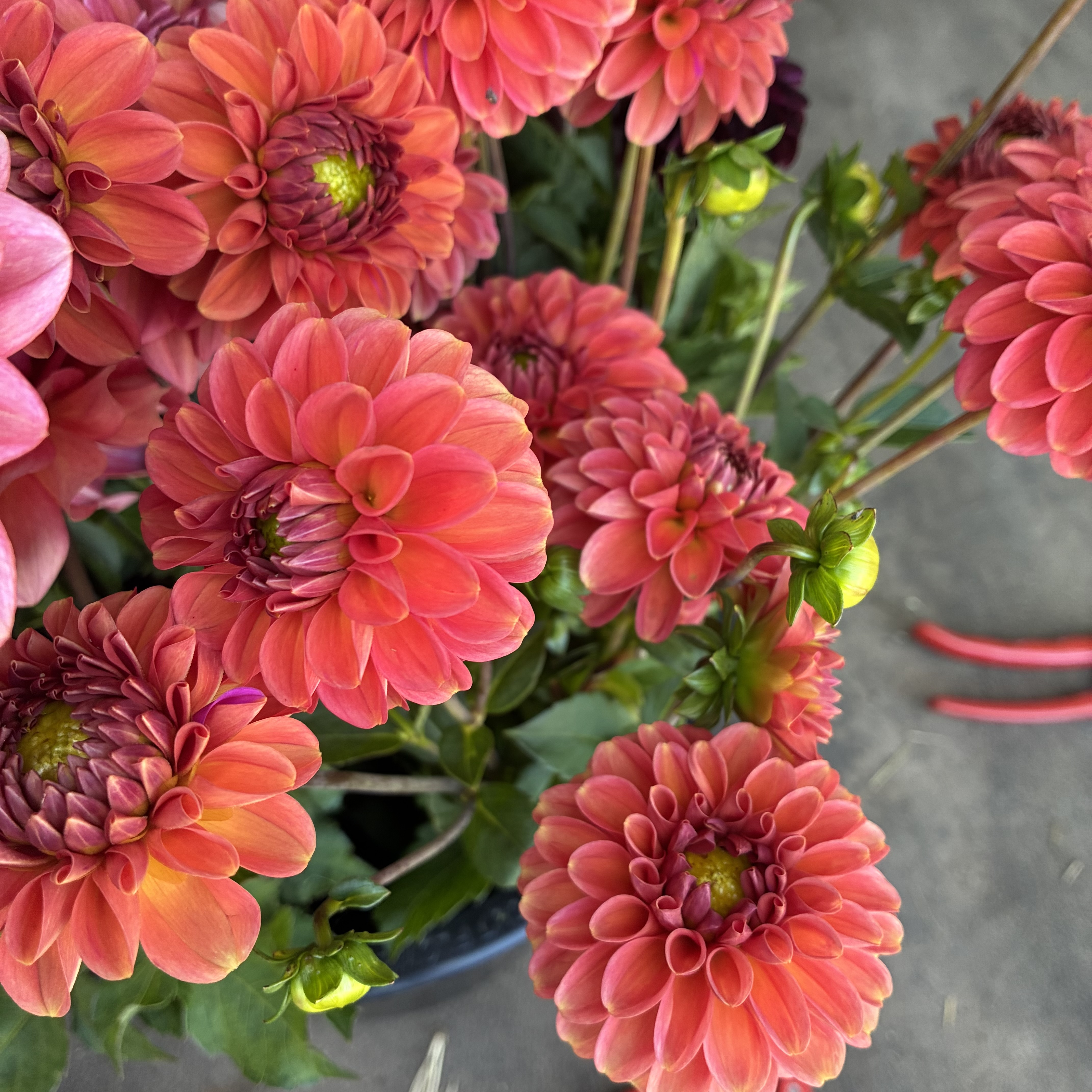 DAHLIA Zundert Mystery Fox