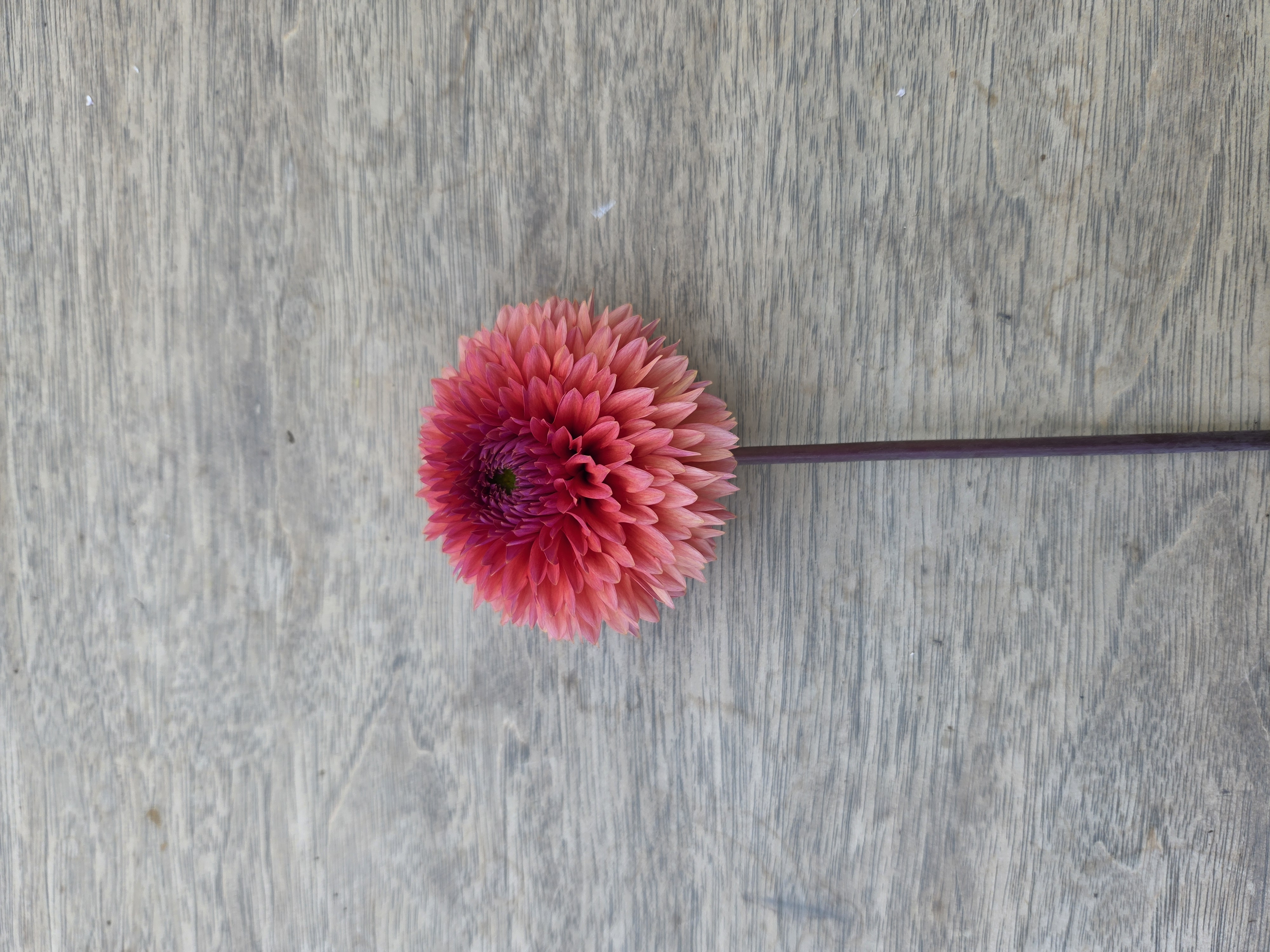 DAHLIA Decorative