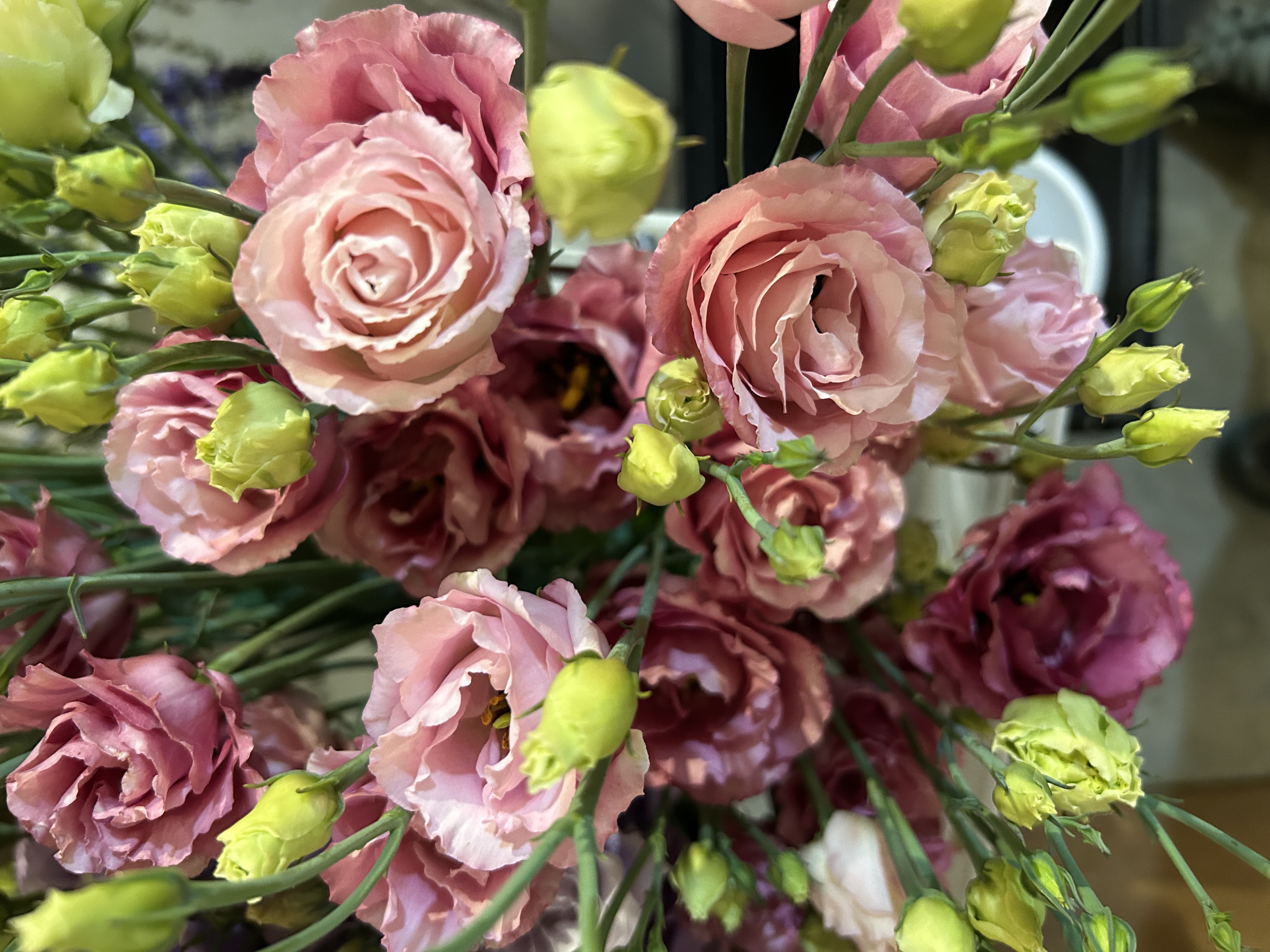 EUSTOMA grandiflorum LisAdora Apricot 3