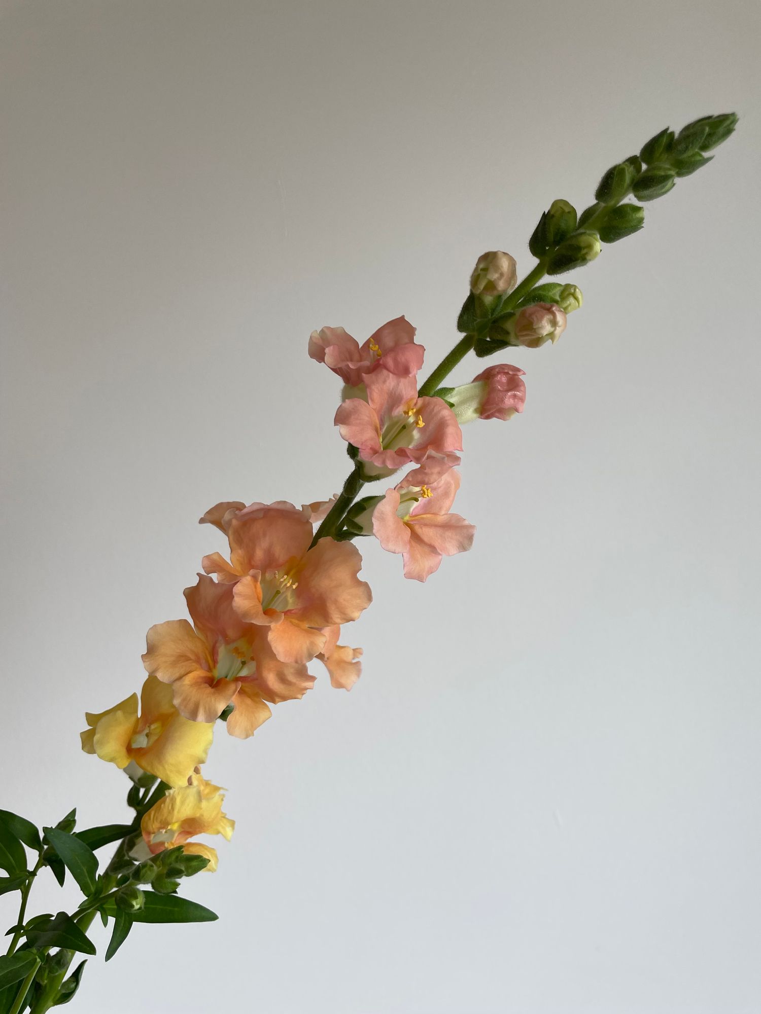 ANTIRRHINUM majus Chantilly Bronze