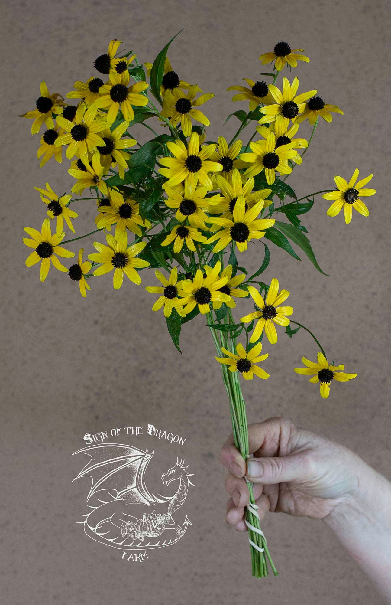 RUDBECKIA triloba