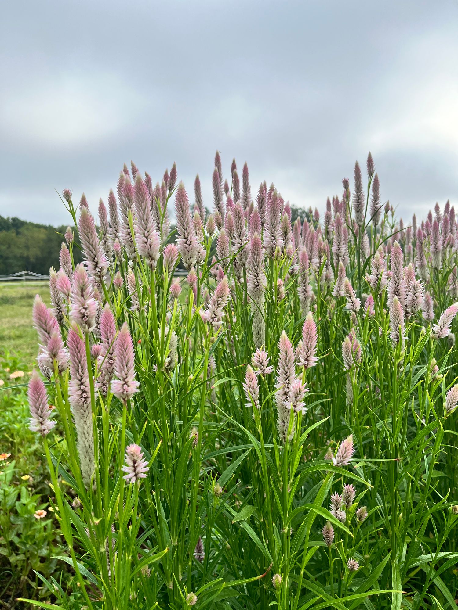 CELOSIA argentea spicata Flamingo Feather