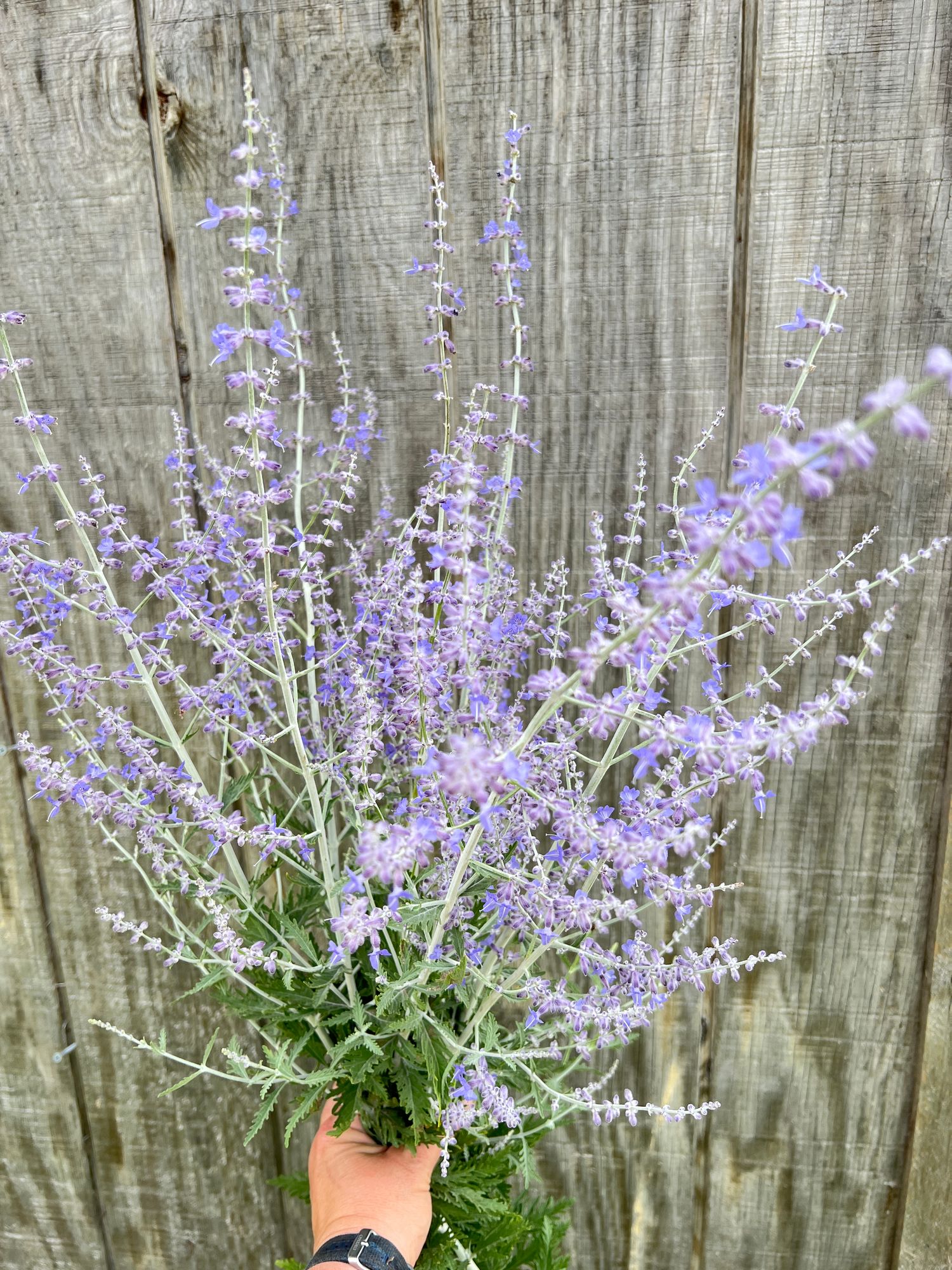 PEROVSKIA atriplicifolia