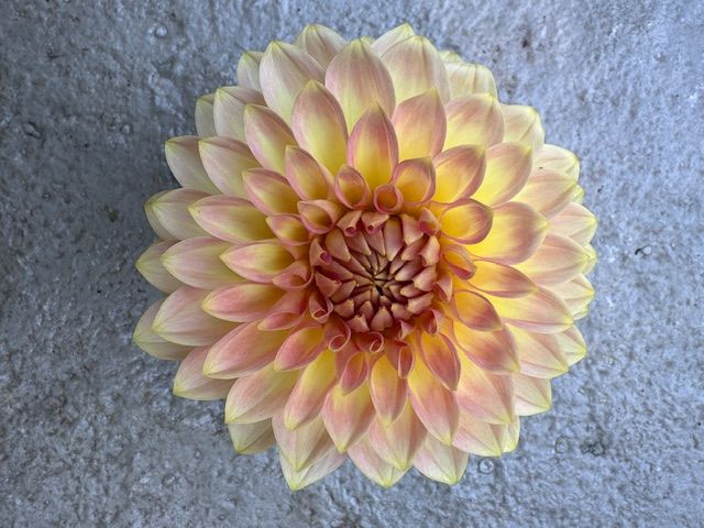 DAHLIA Oreti Adele