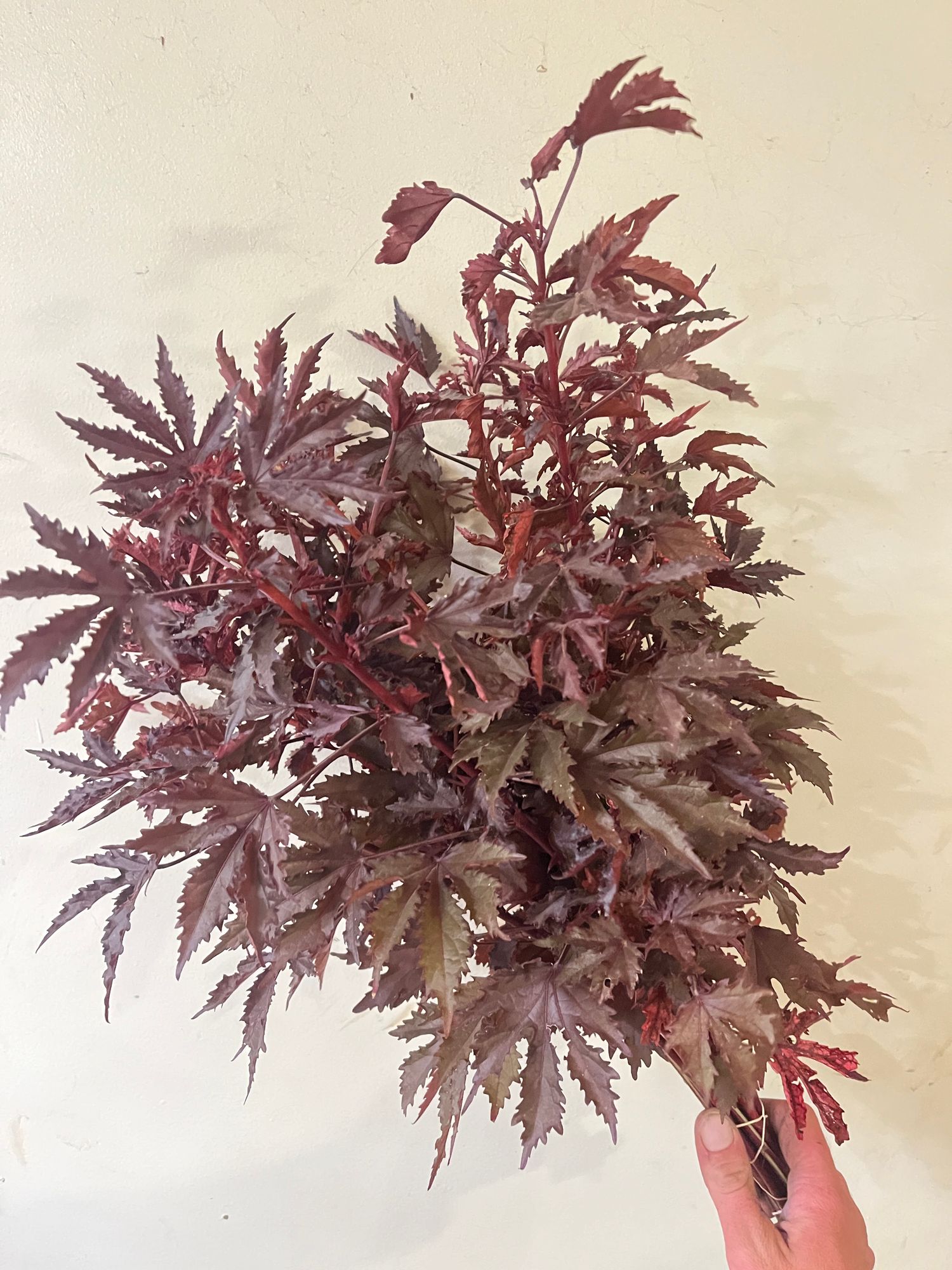 HIBISCUS acetosella