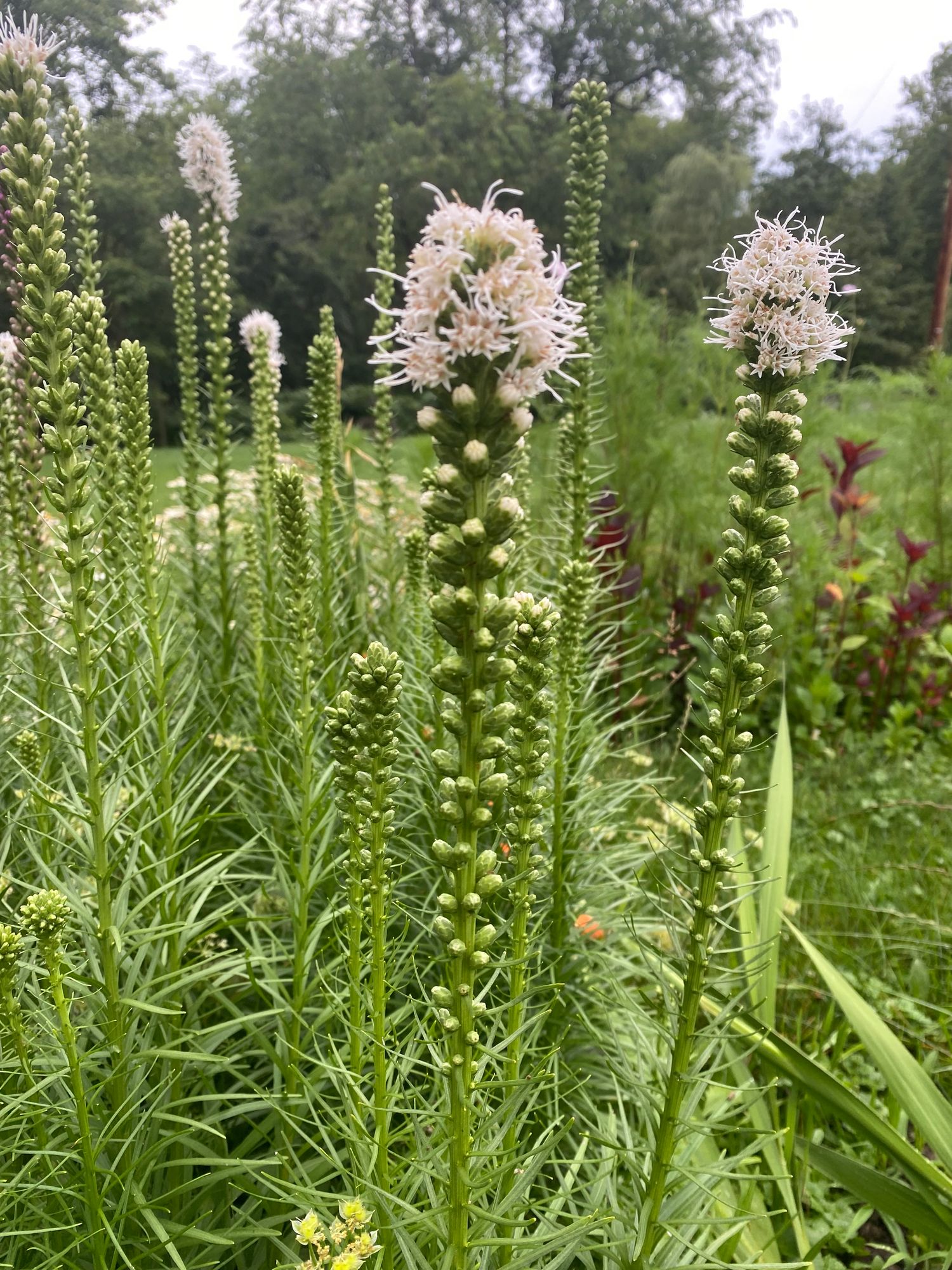LIATRIS aspera
