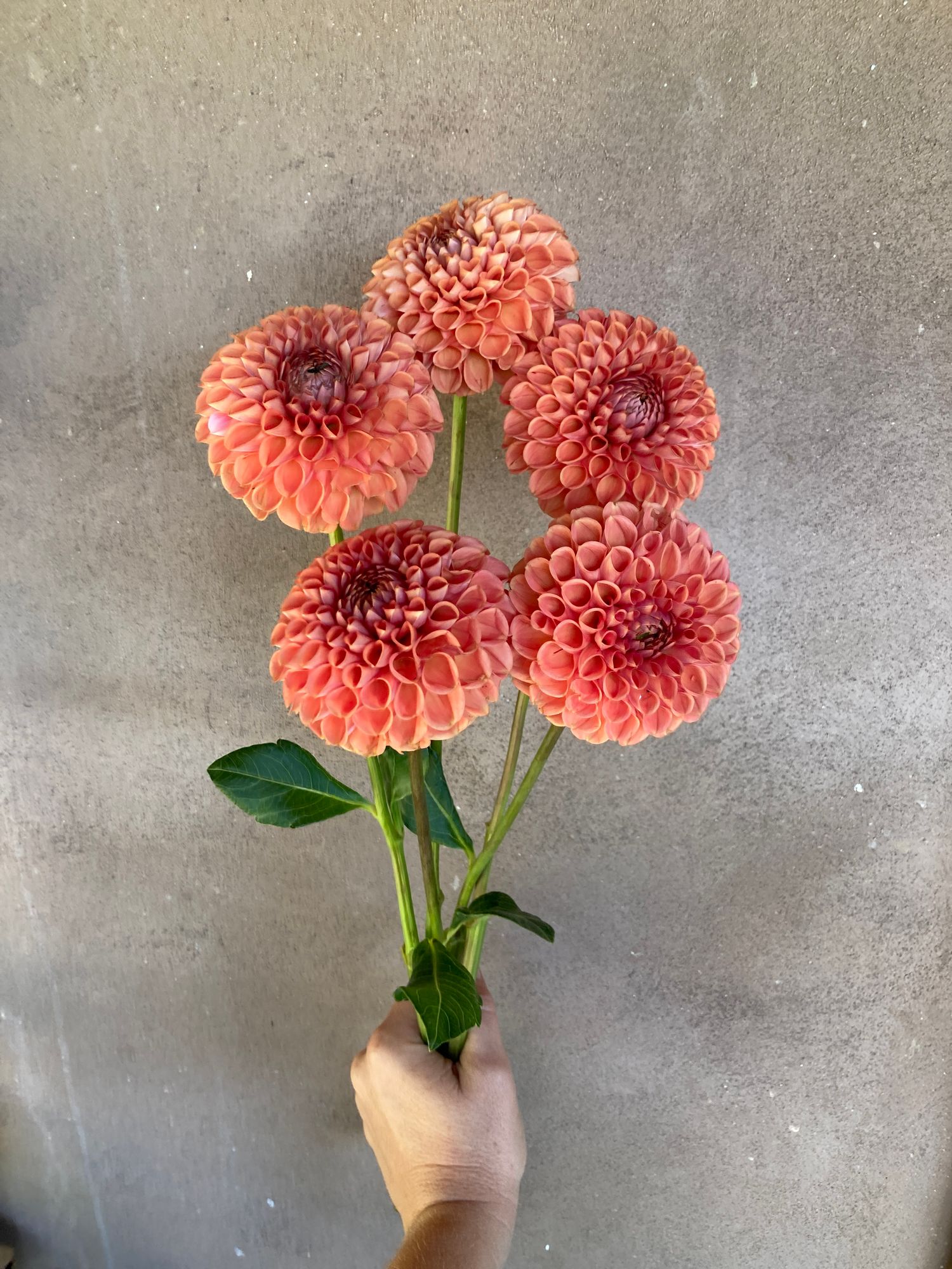 DAHLIA Cornel Bronze