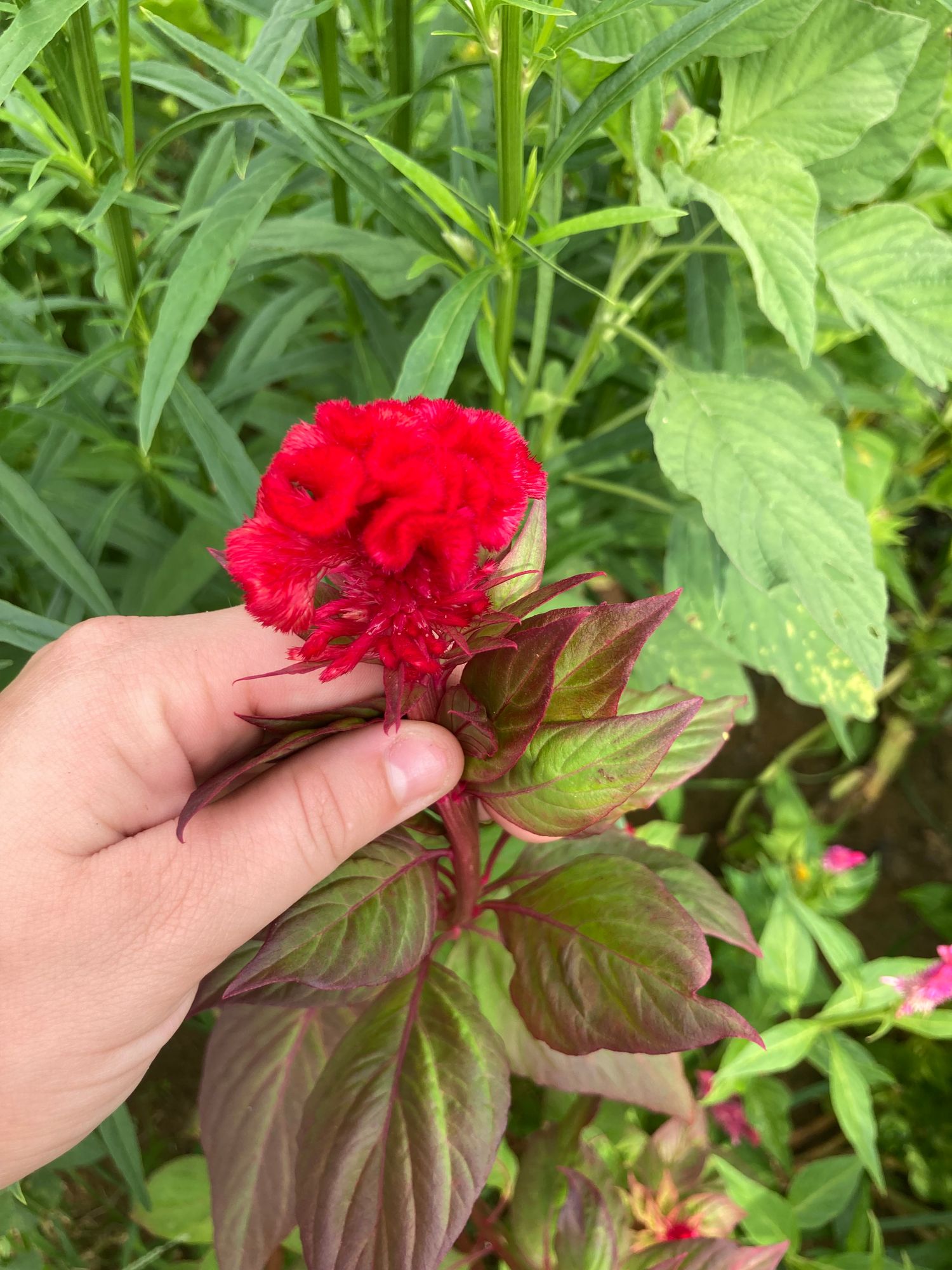CELOSIA argentea var. cristata