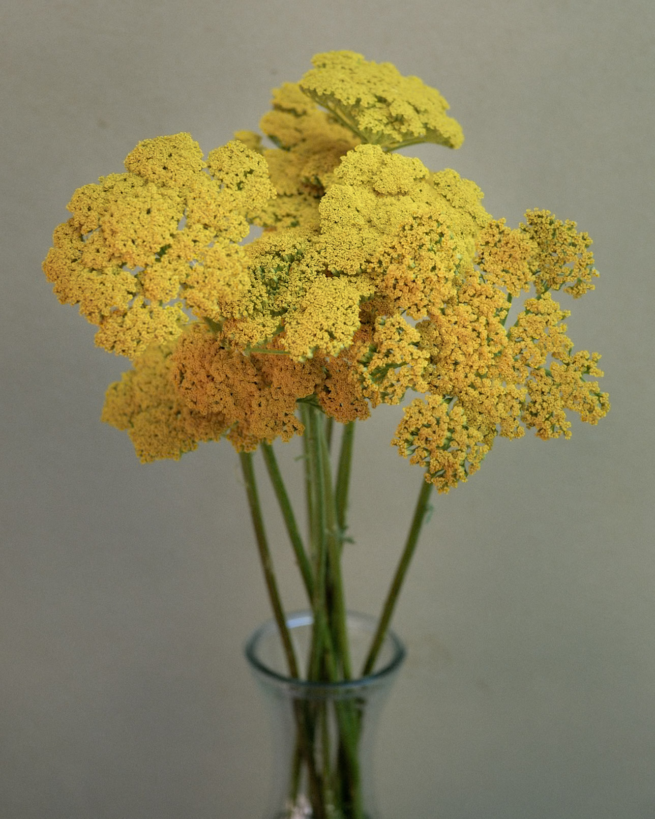 ACHILLEA filipendulina Cloth of Gold