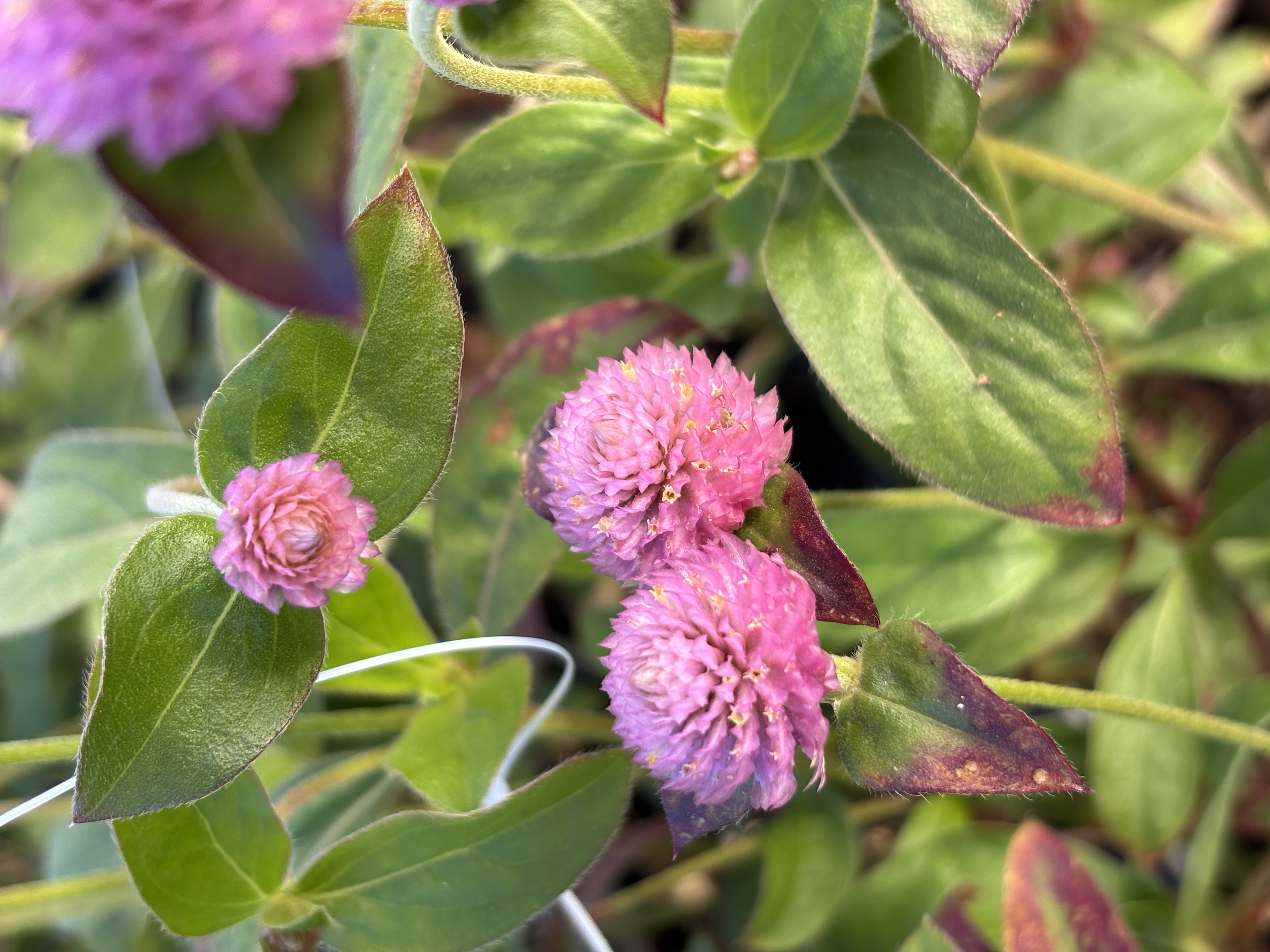 GOMPHRENA haageana QIS Pink