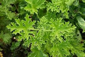 PELARGONIUM capitatum