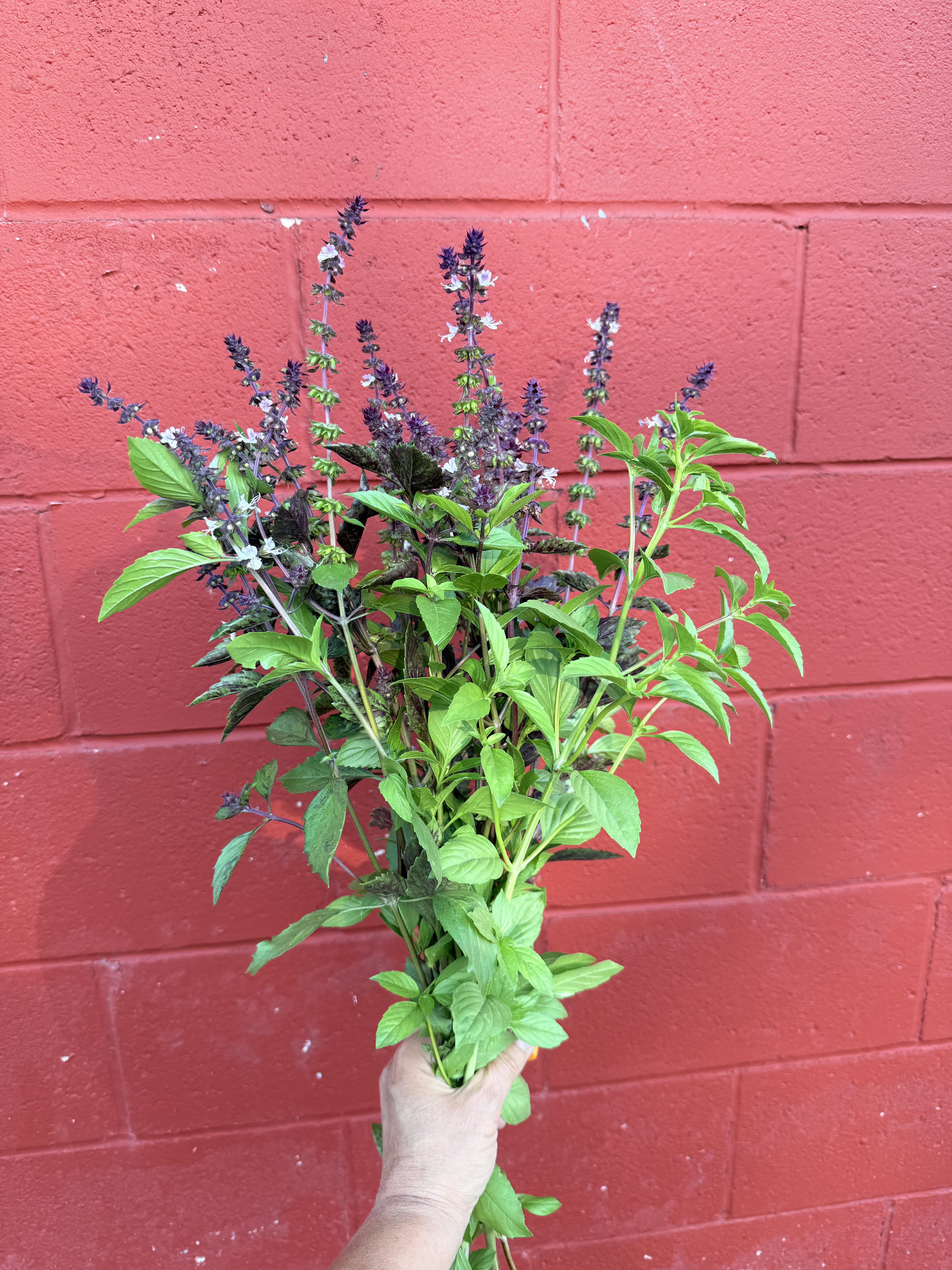 OCIMUM basilicum Cinnamon