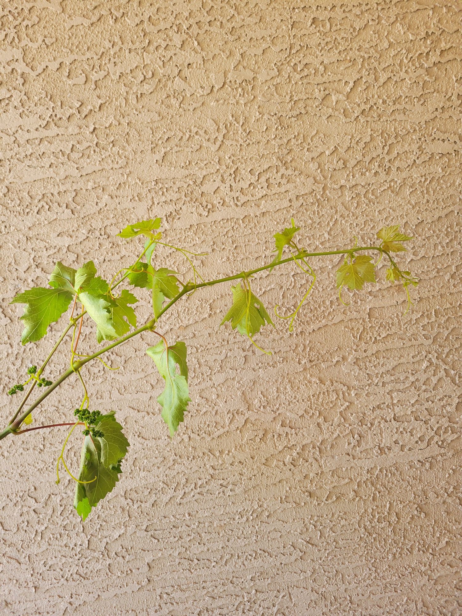 VITIS