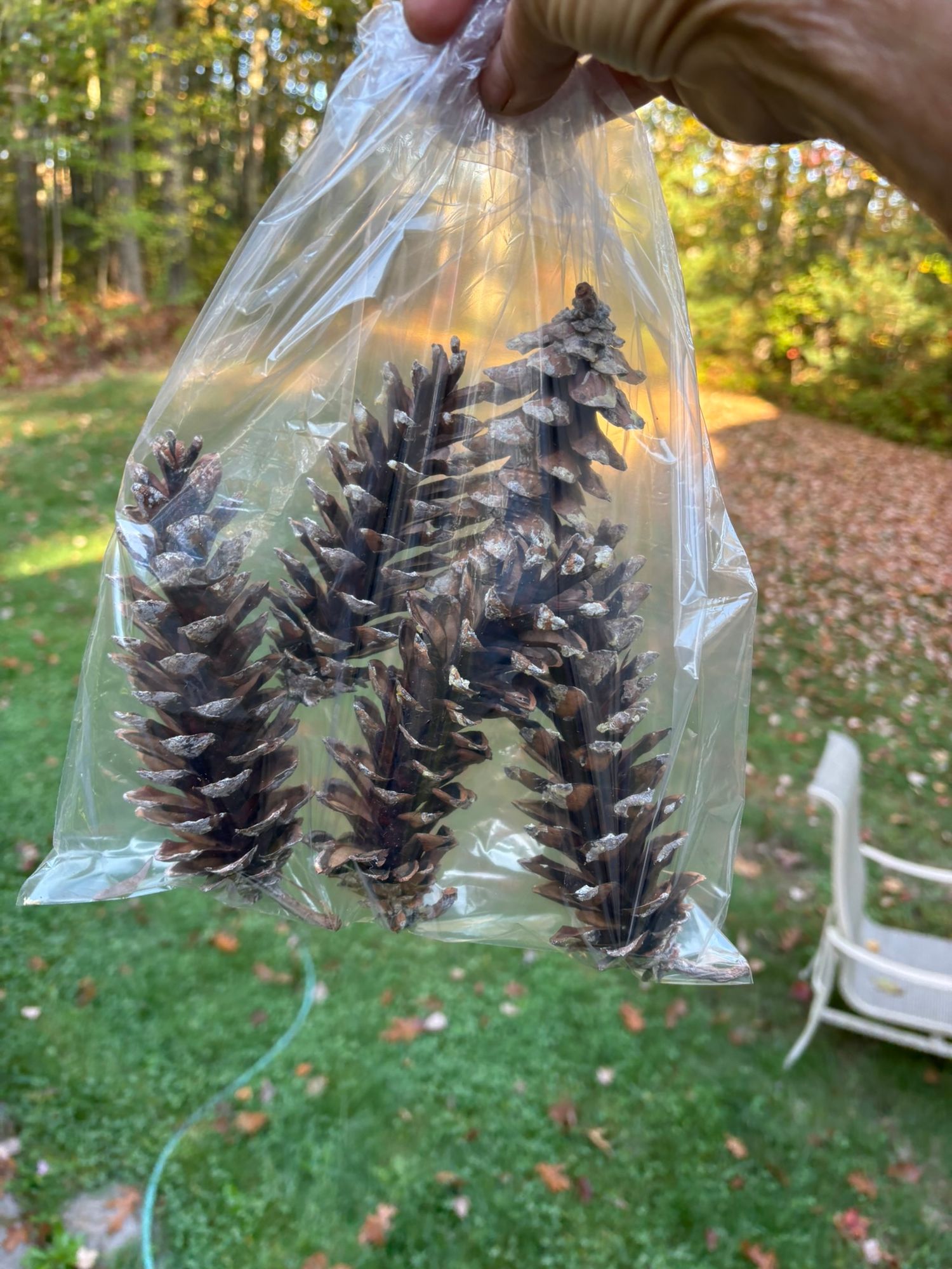 Pine Cones