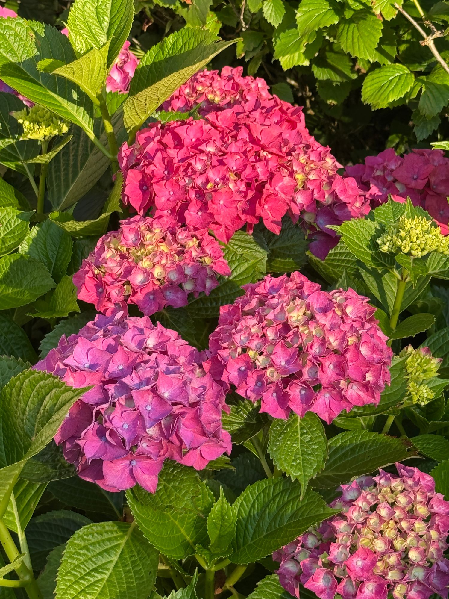 HYDRANGEA macrophylla