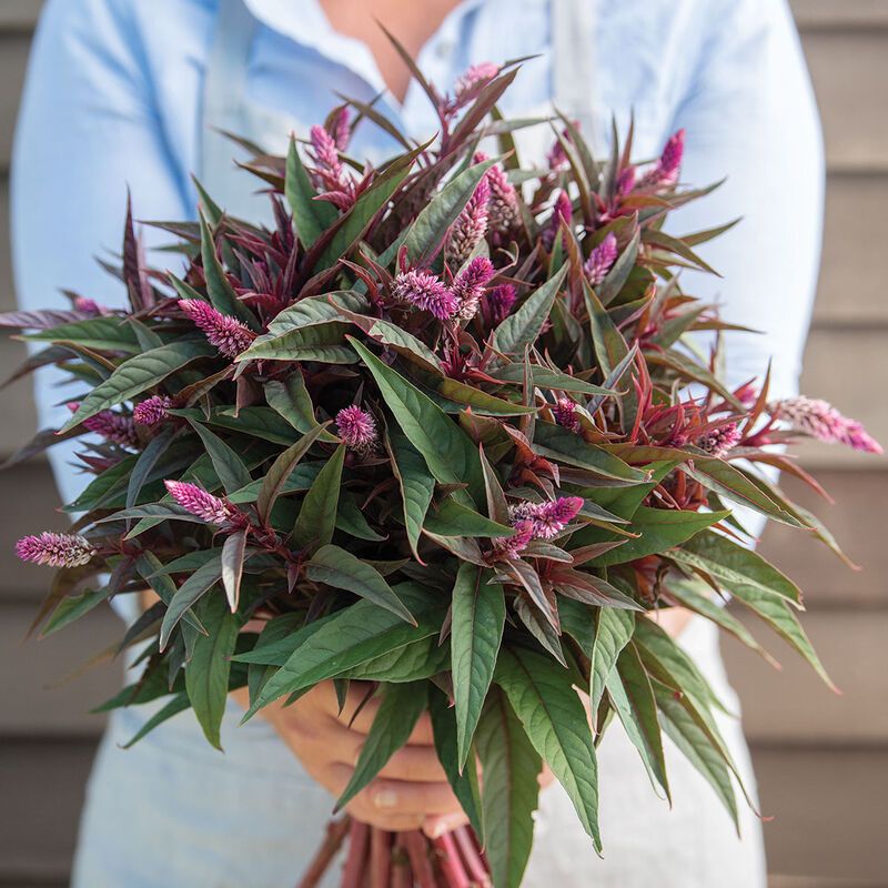 CELOSIA argentea spicata Flamingo Purple