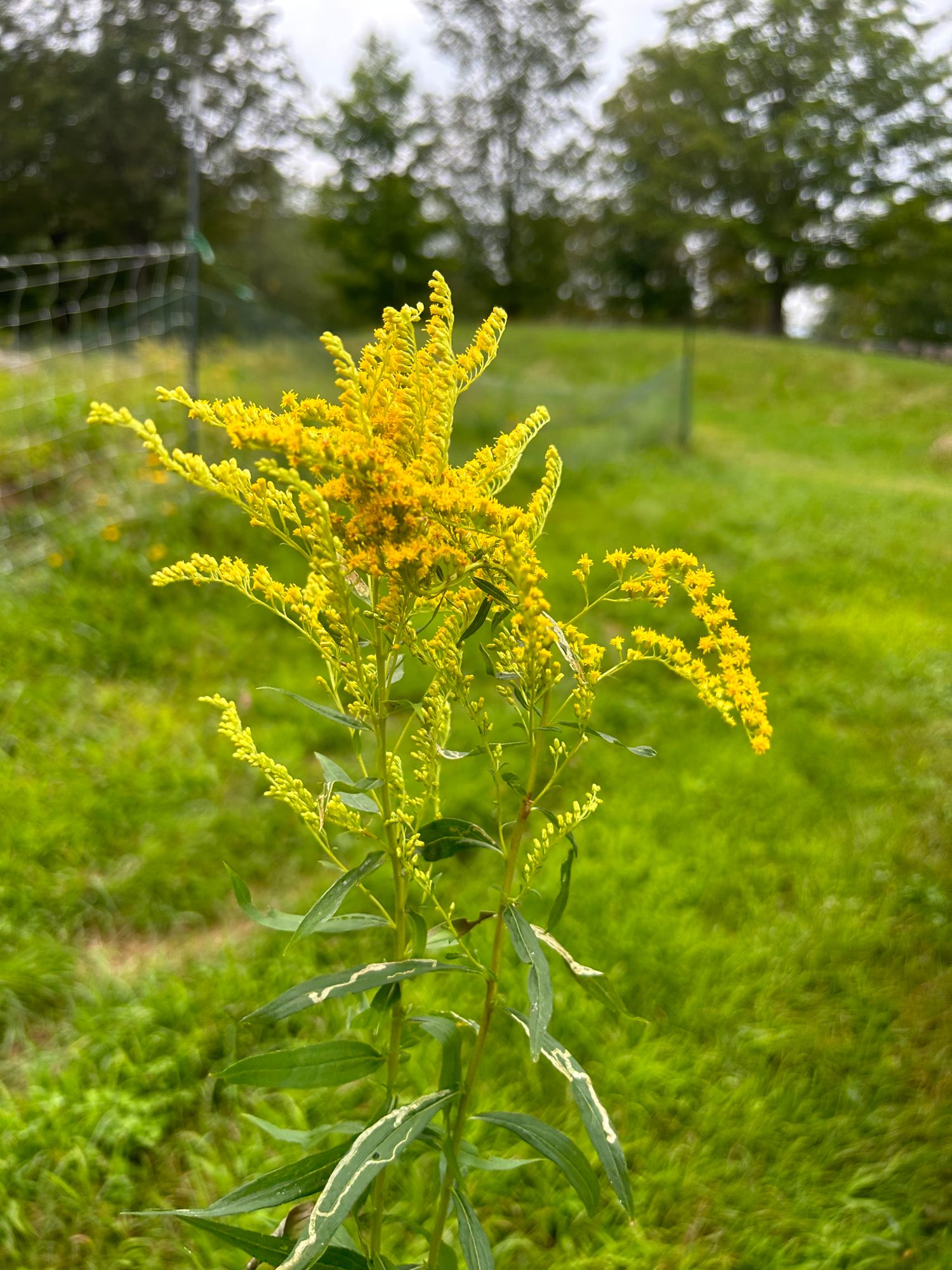 SOLIDAGO sp Glory Golden Glory