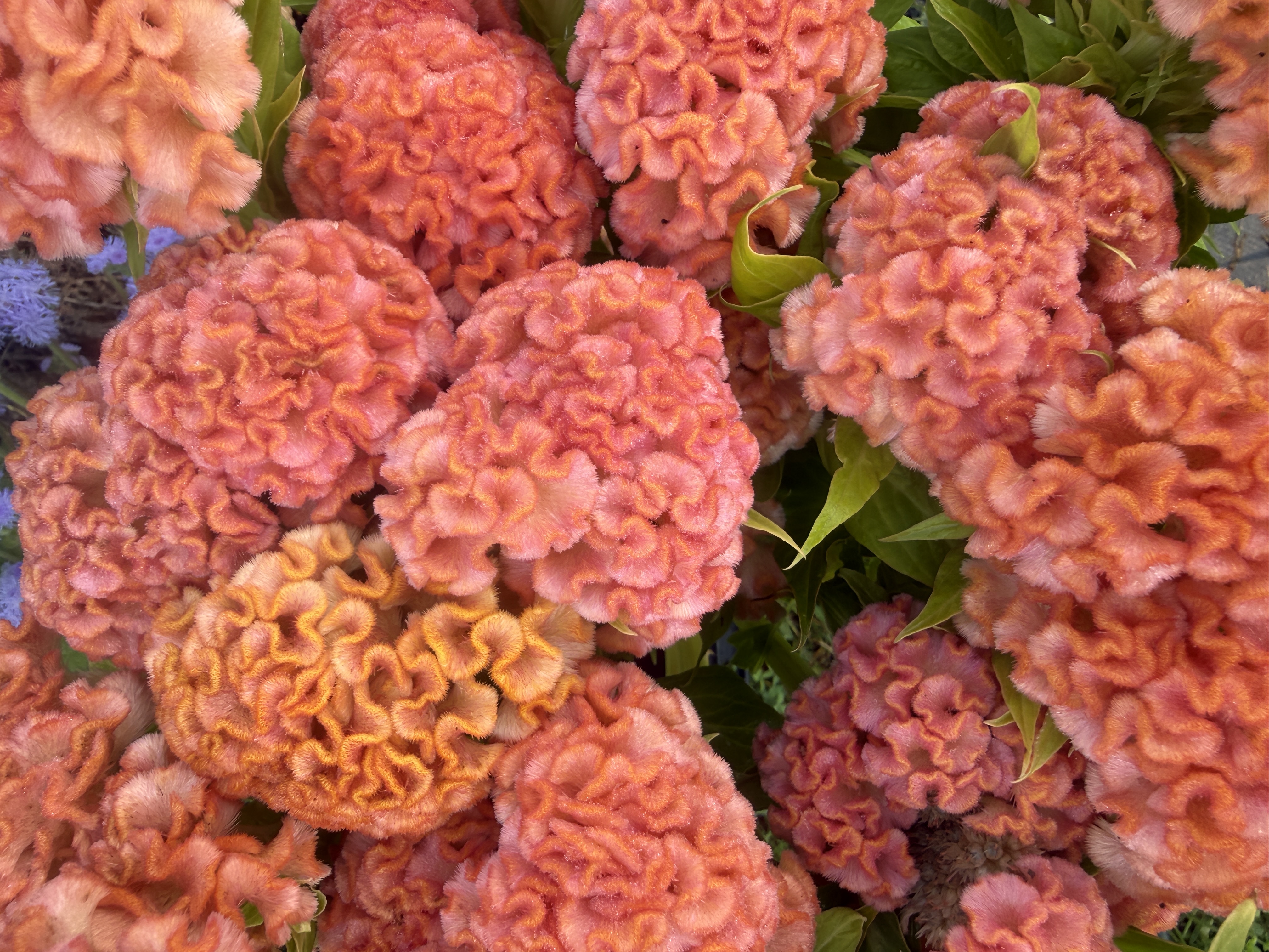 CELOSIA argentea var cristata Jura Salmon