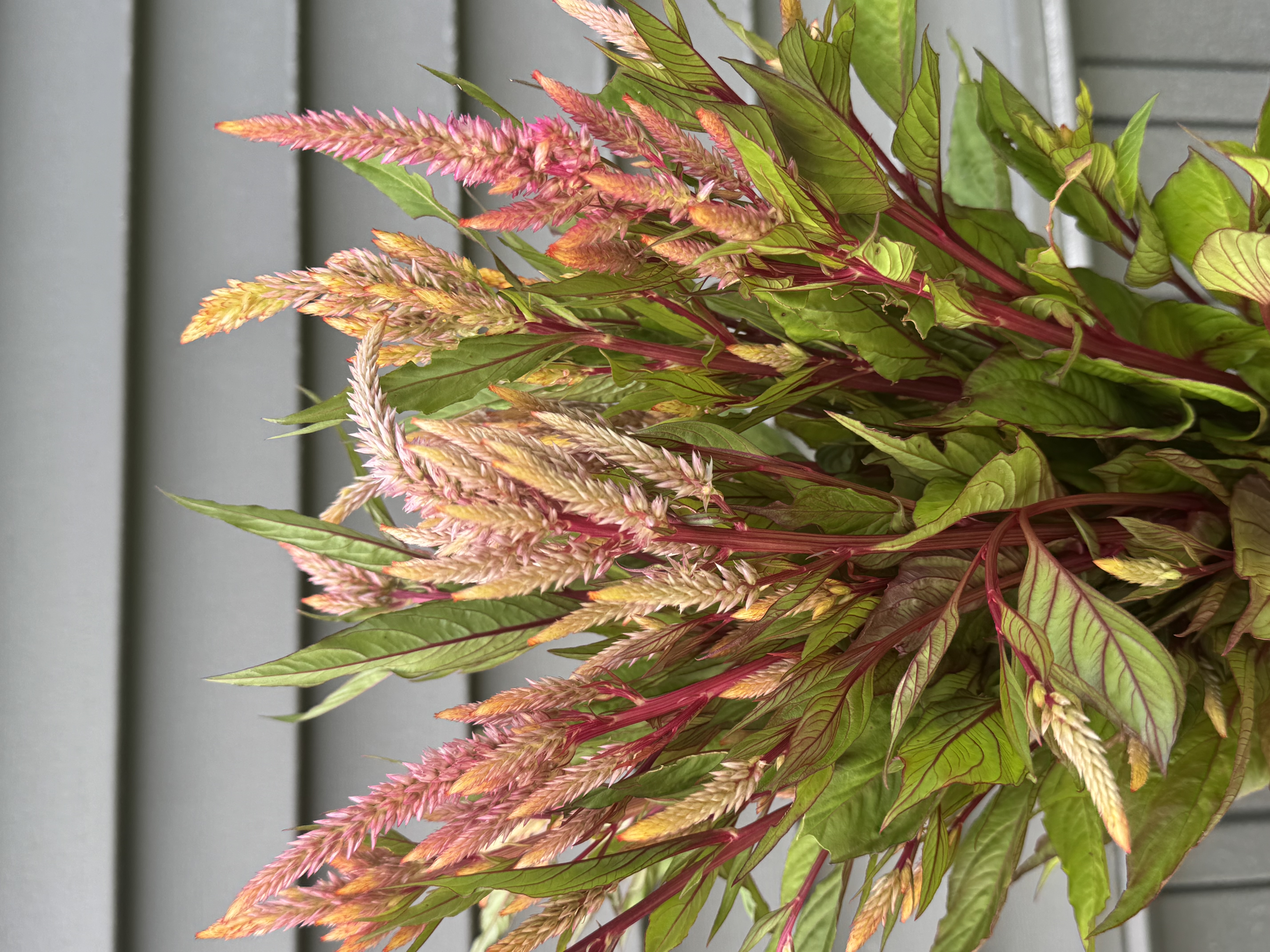 CELOSIA argentea spicata