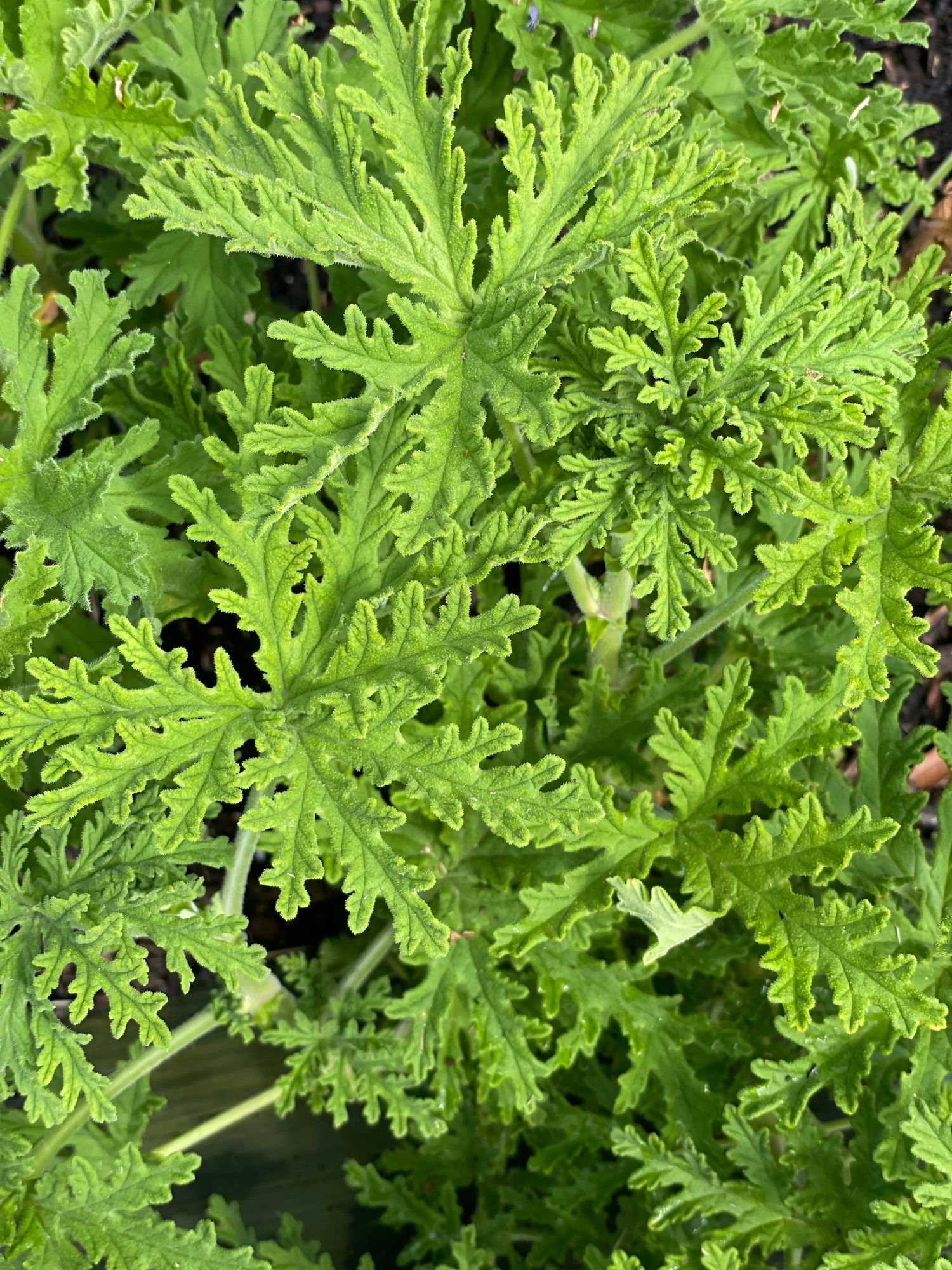 PELARGONIUM Attar of Rose