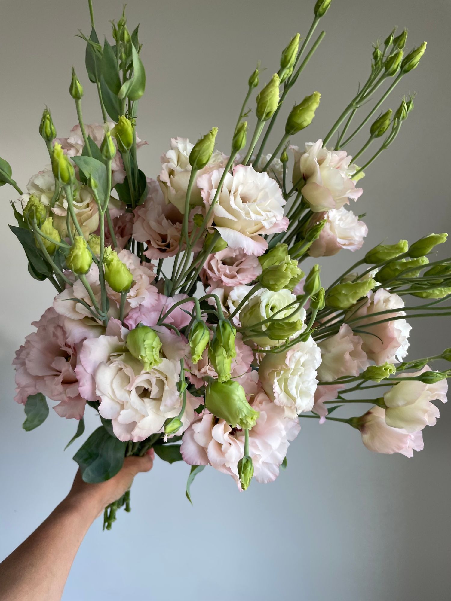 EUSTOMA grandiflorum Celeb Beige Neo