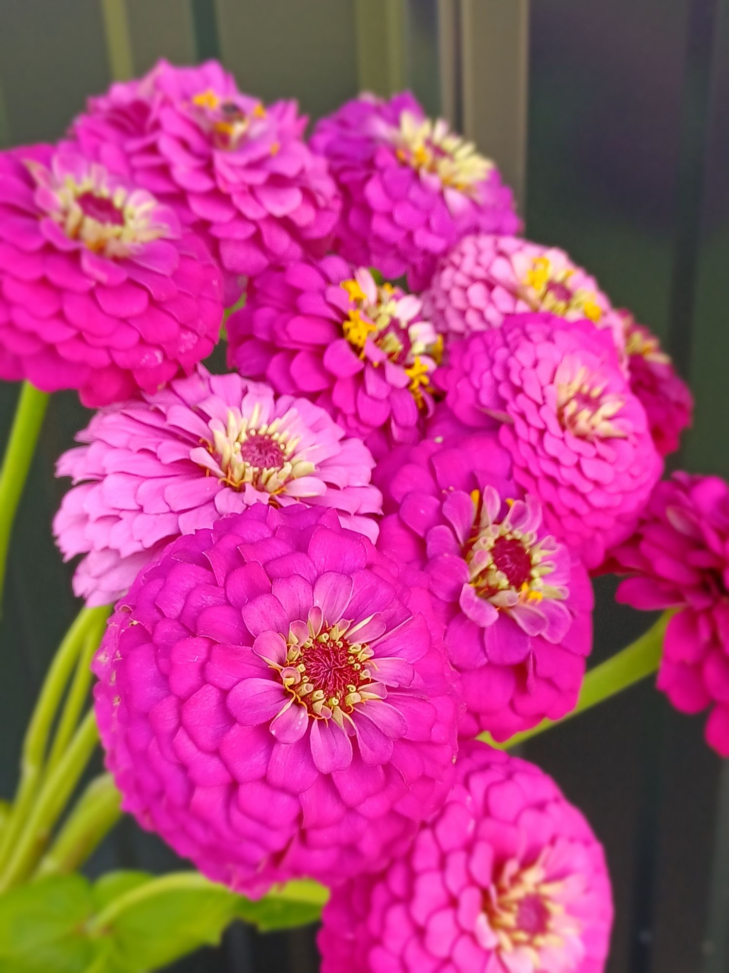 ZINNIA elegans Oklahoma Carmine Rose