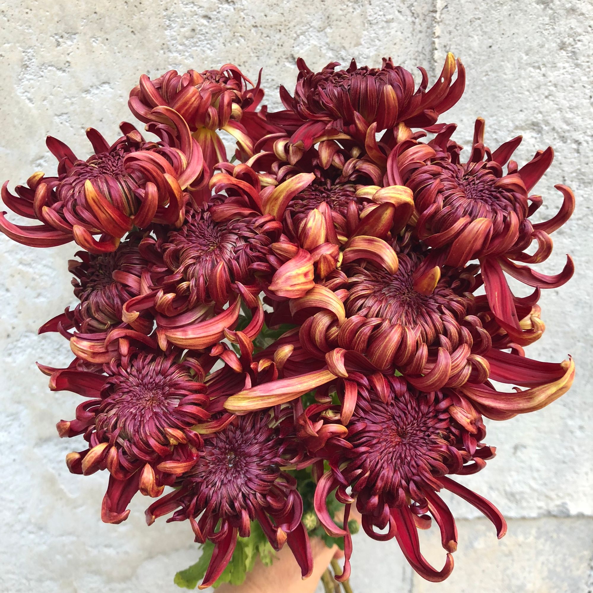 CHRYSANTHEMUM x Crimson Tide