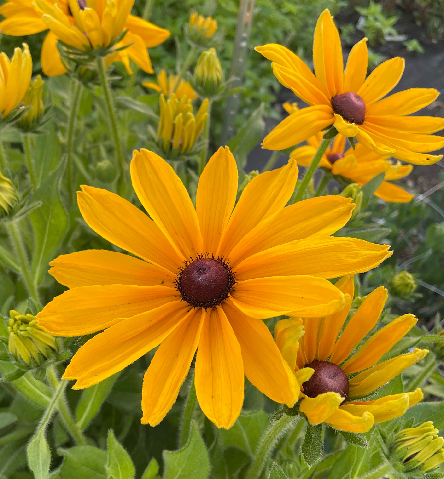 RUDBECKIA hirta Indian Summer