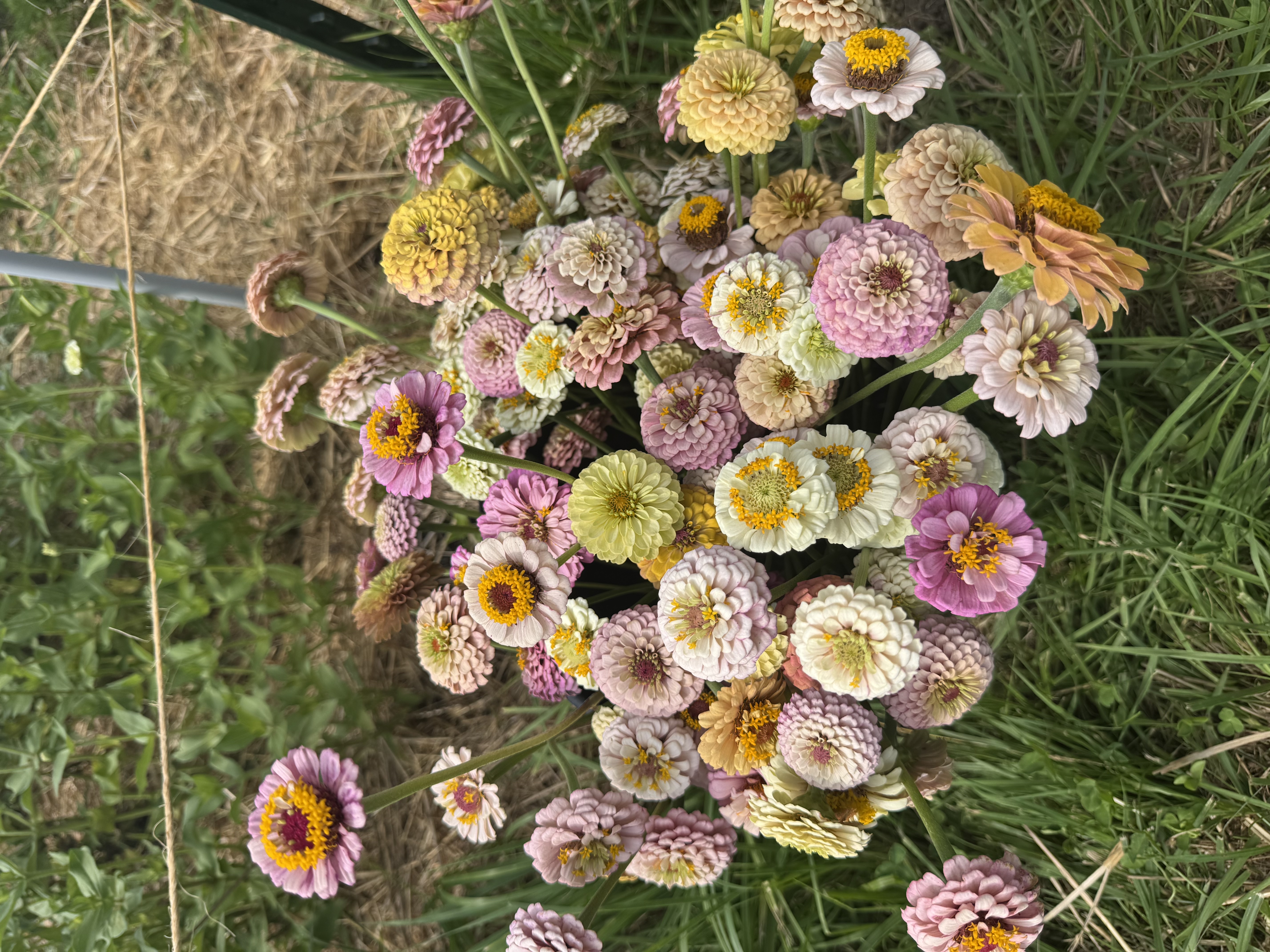 ZINNIA