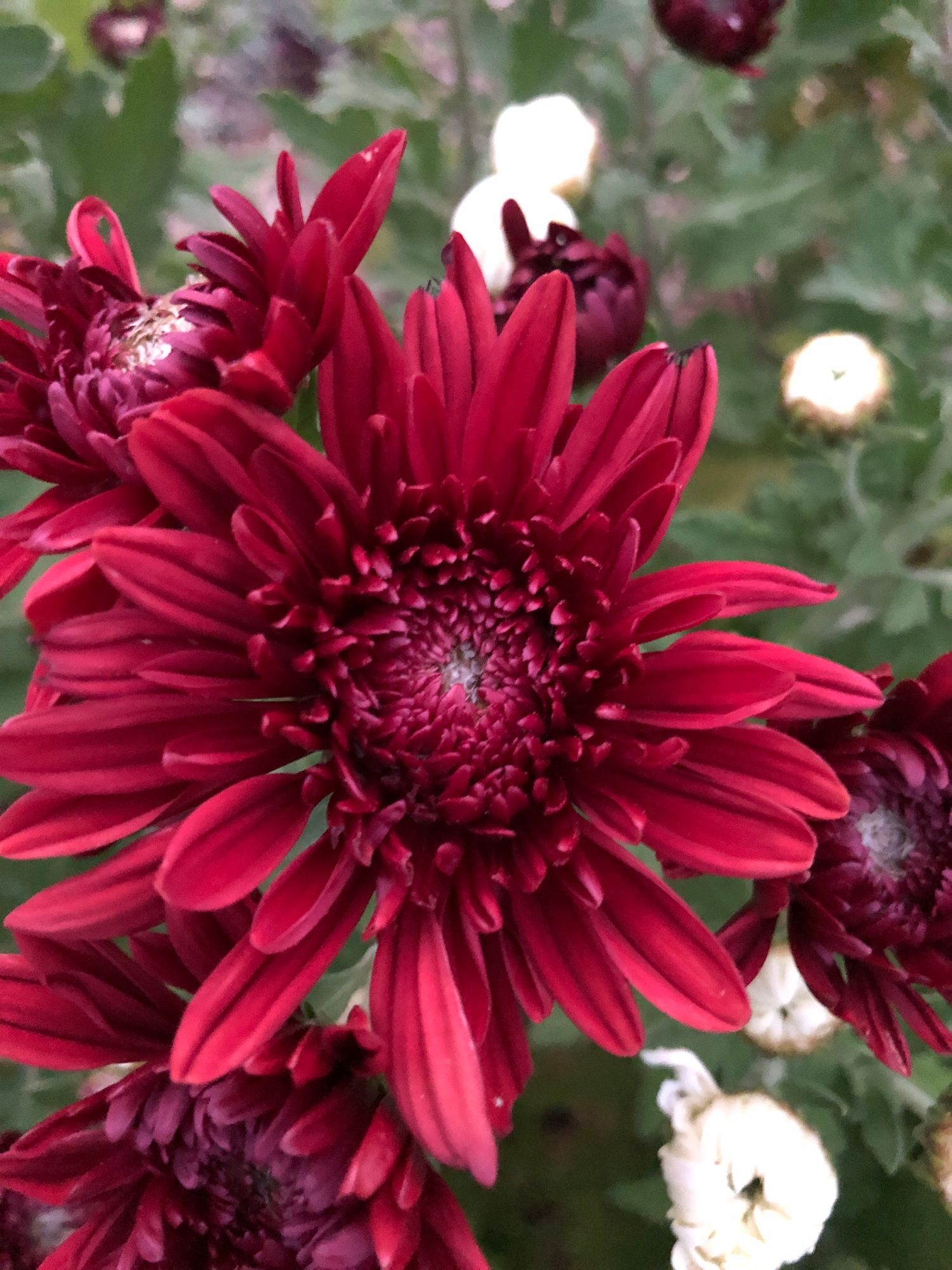 CHRYSANTHEMUM