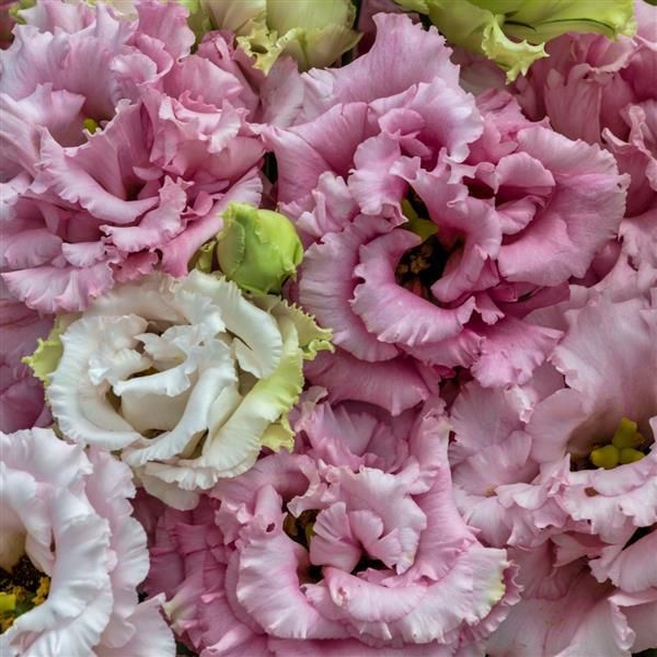 Lisianthus Voyage Pink