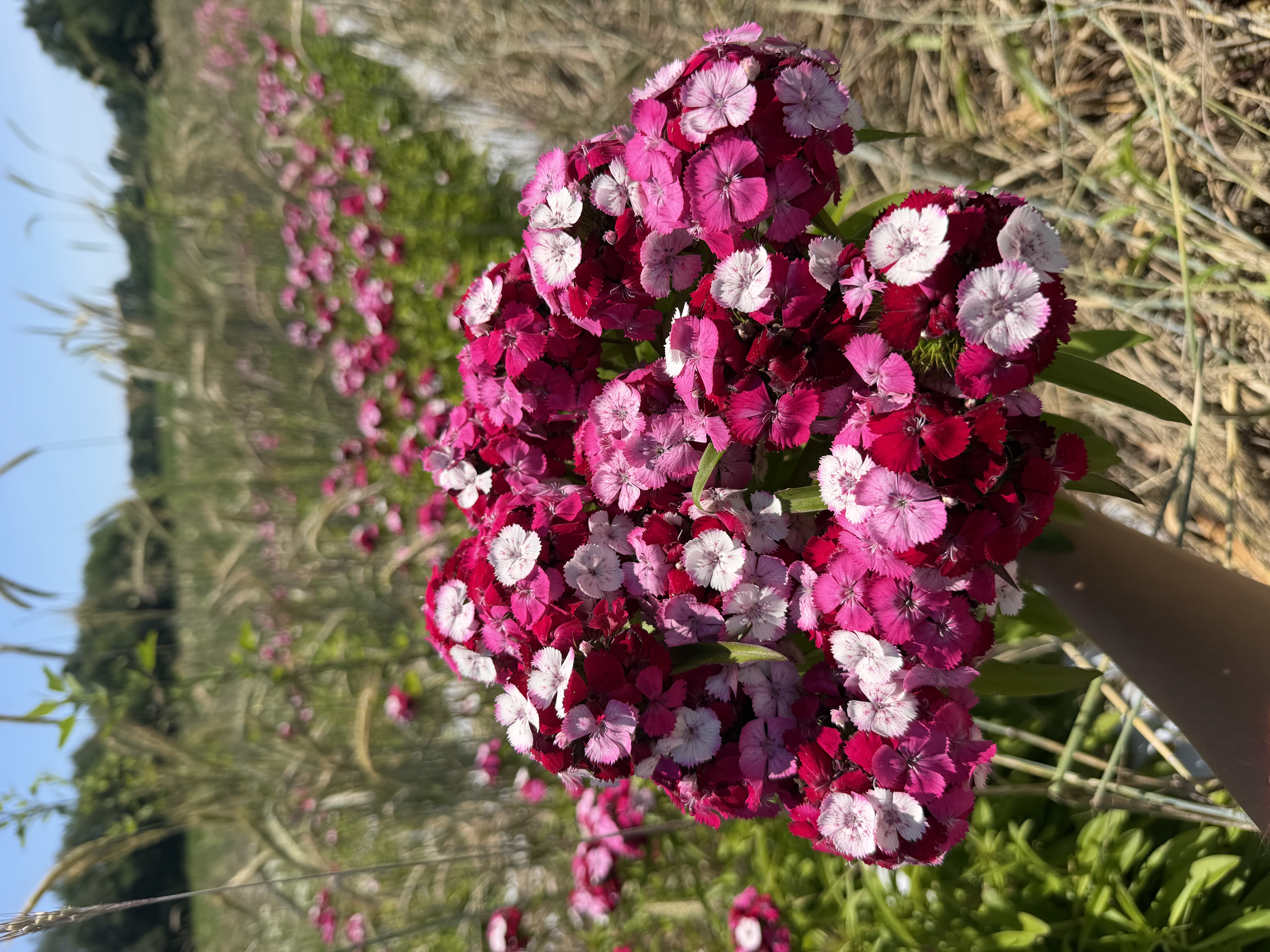 DIANTHUS x barbatus Amazon Rose Magic