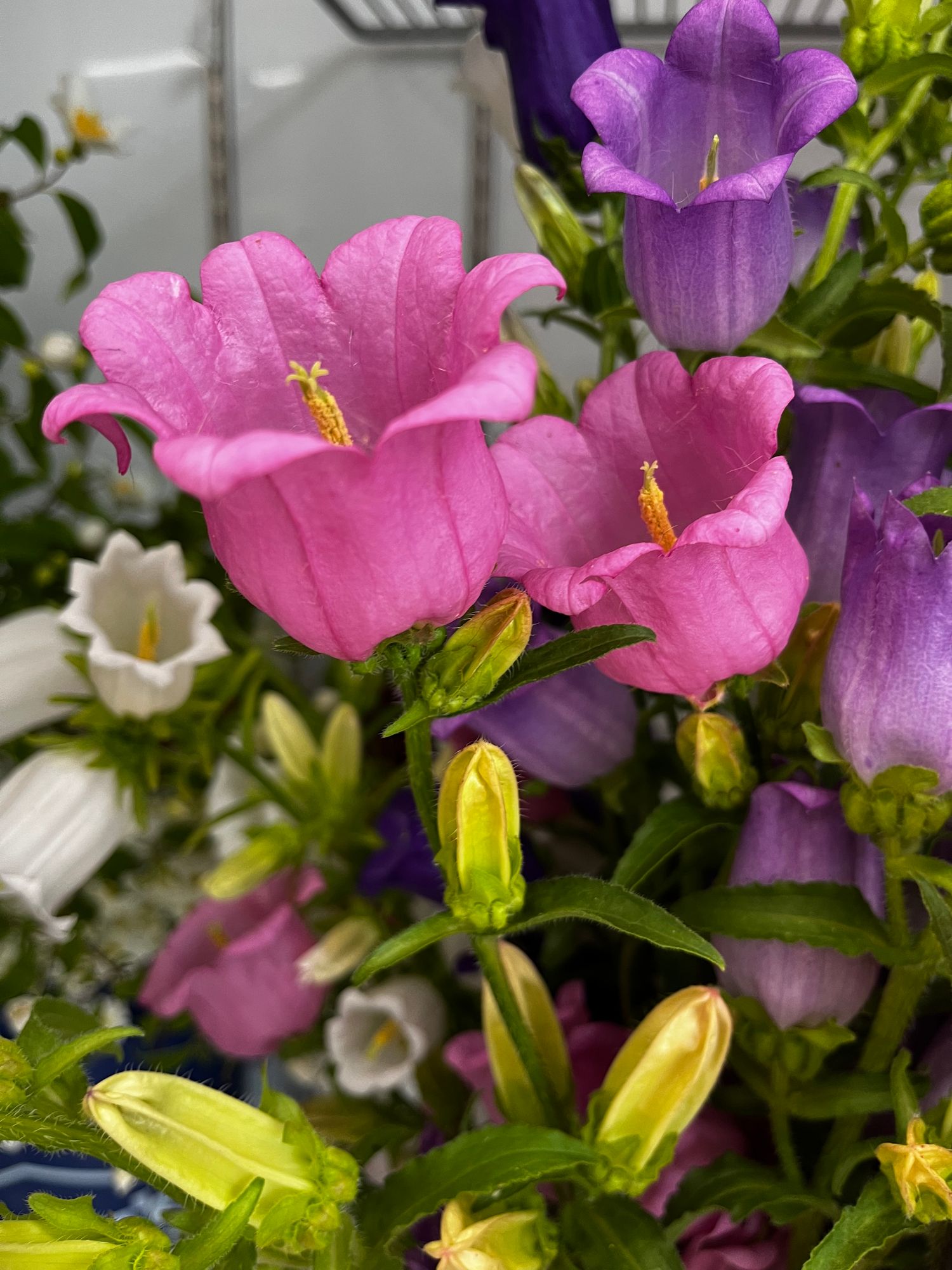 CAMPANULA medium